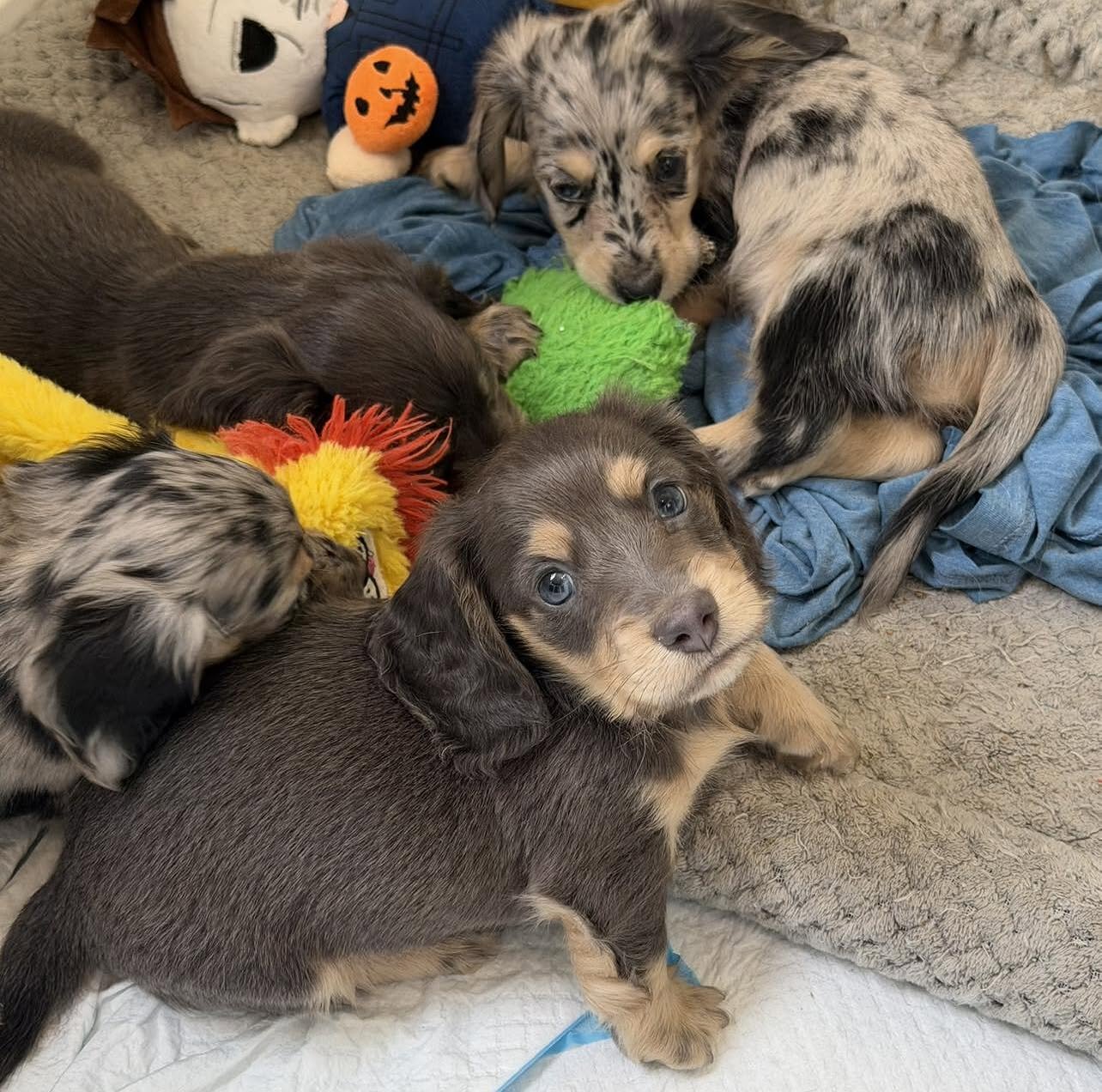 Mini Dachshund Puppies for Sale image 5