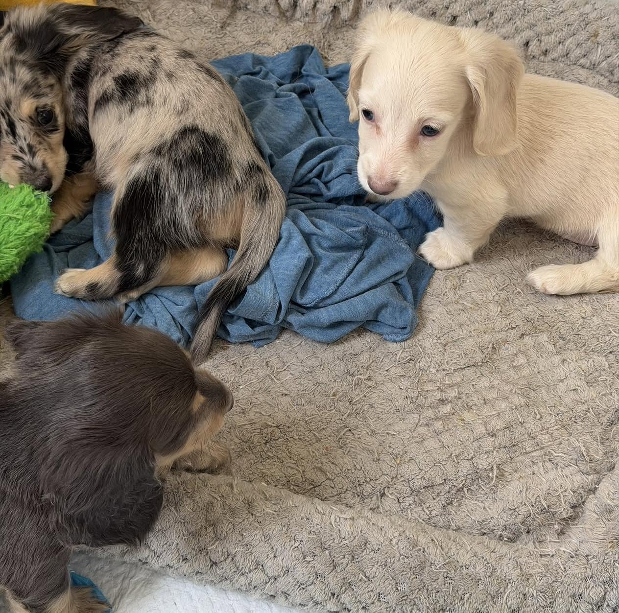 Mini Dachshund Puppies for Sale image 4
