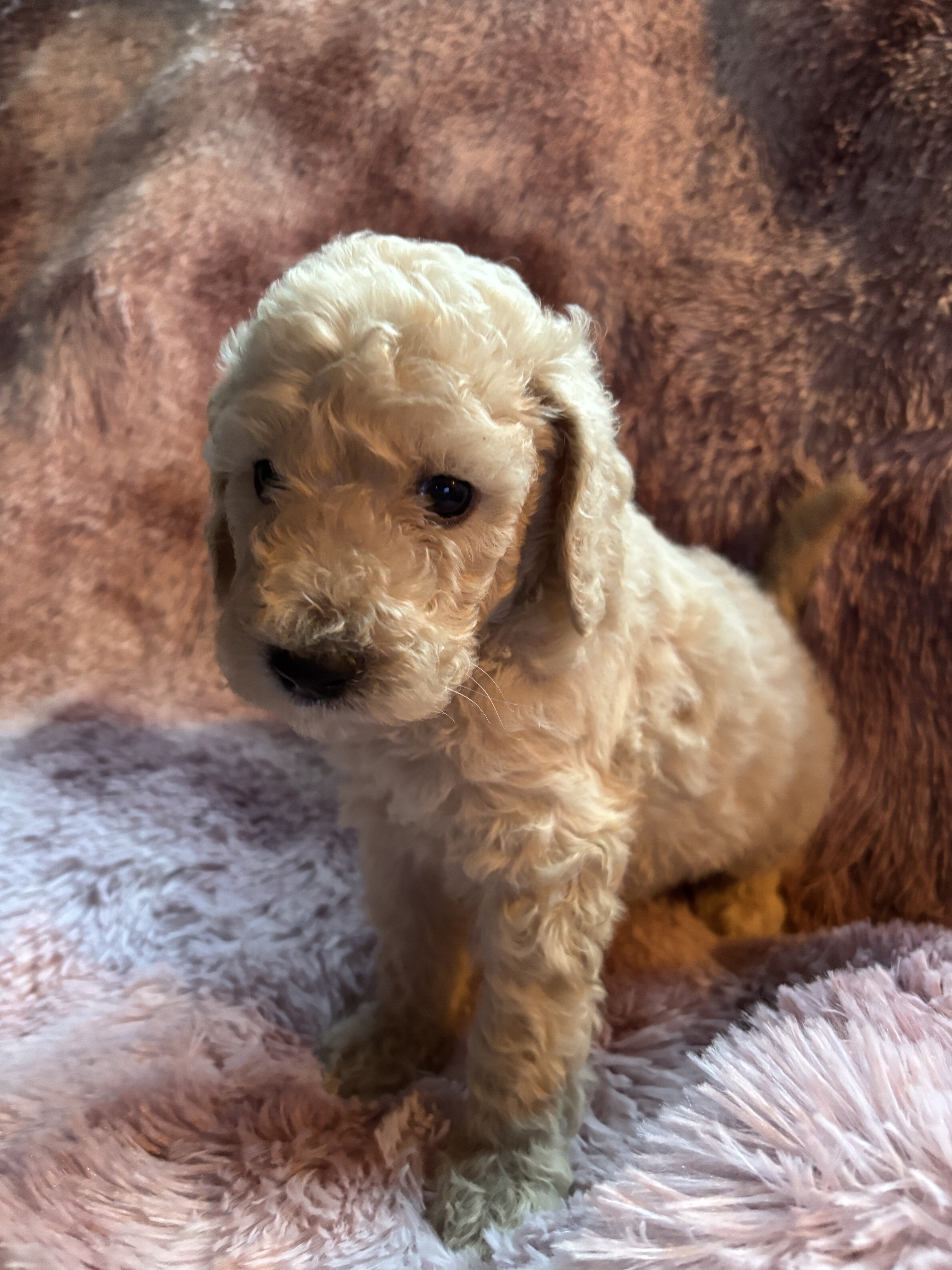Nelly-Standard poodle image 1