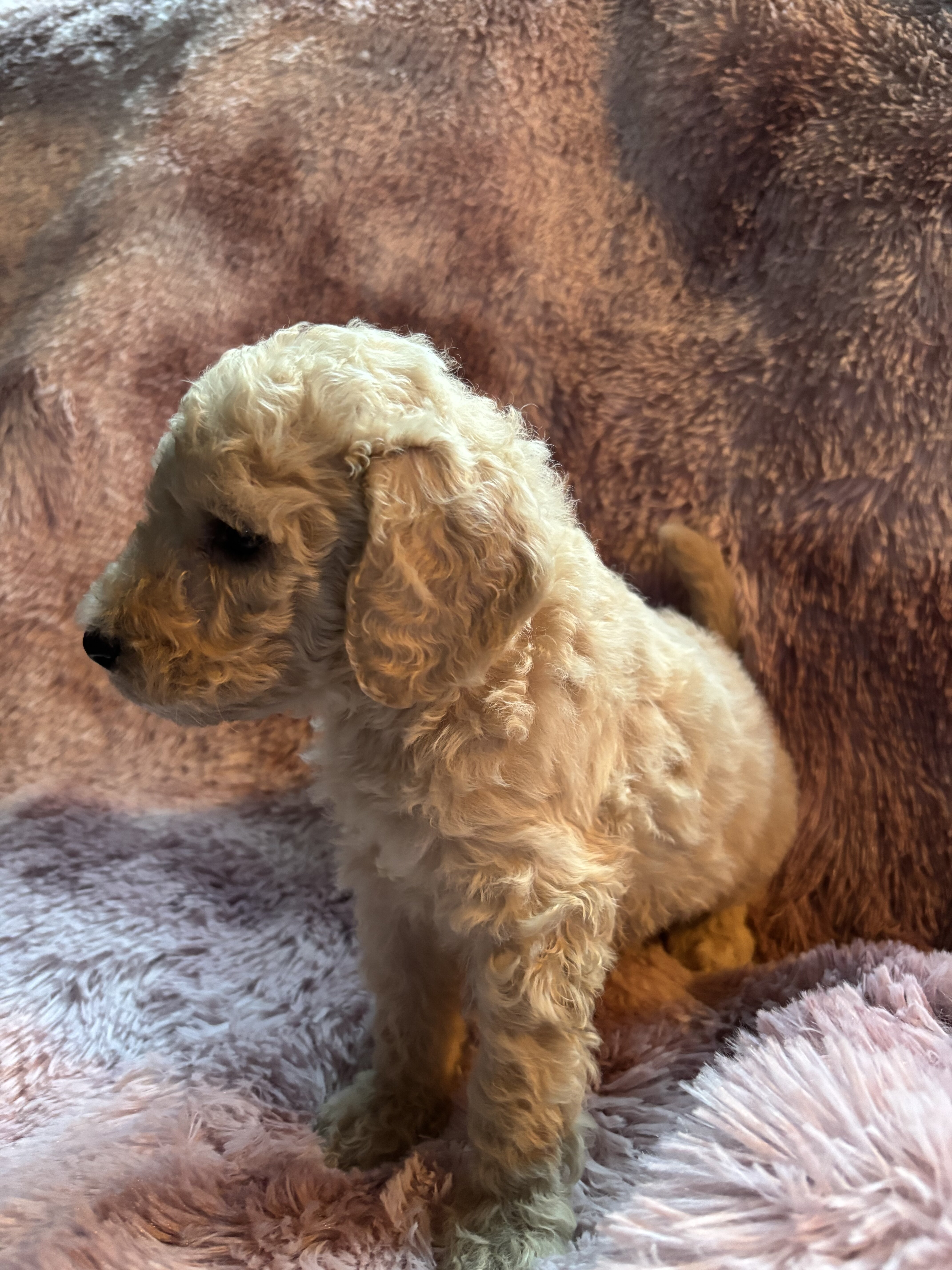 Nelly-Standard poodle image 2