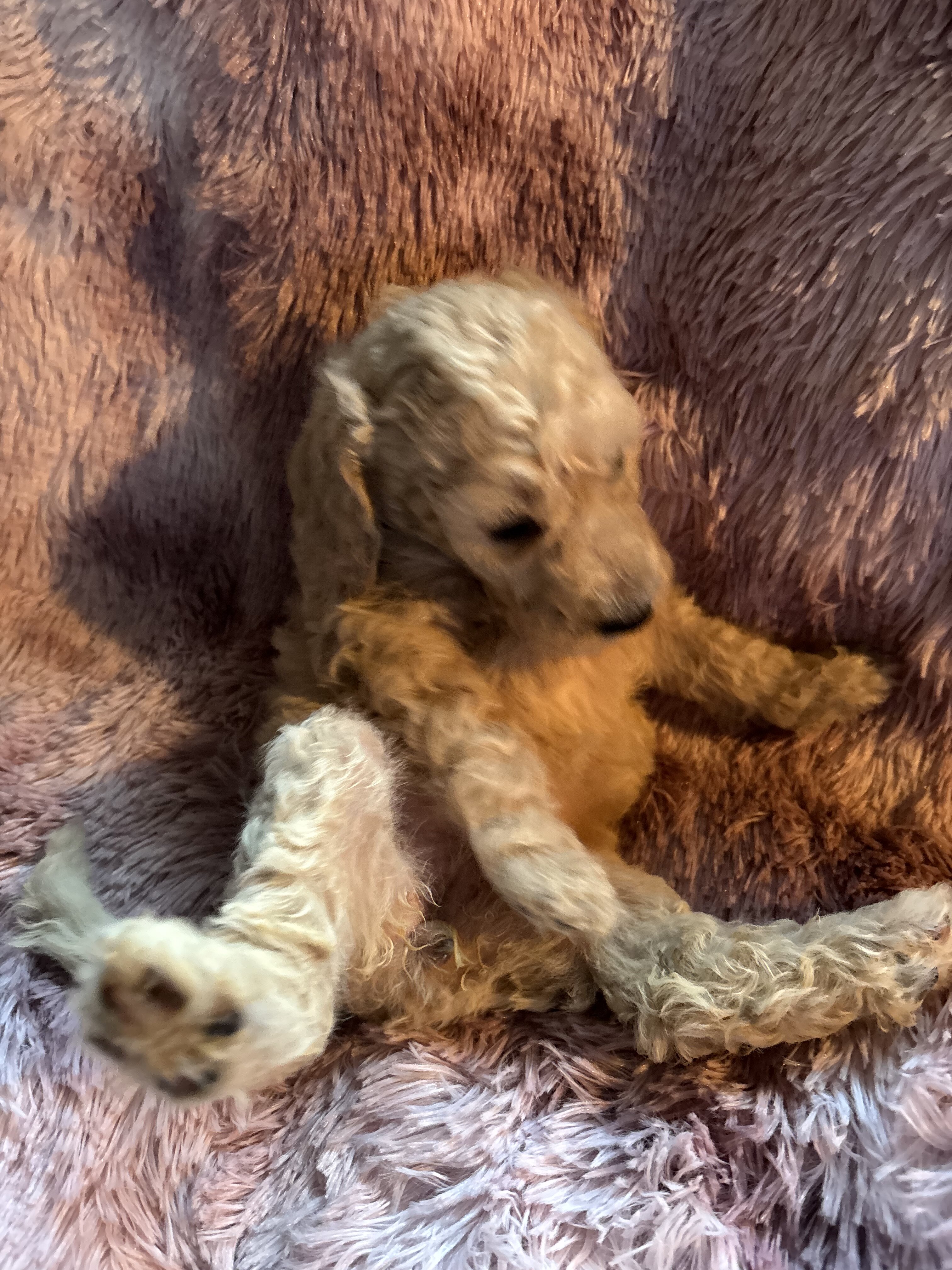 Nelly-Standard poodle image 6