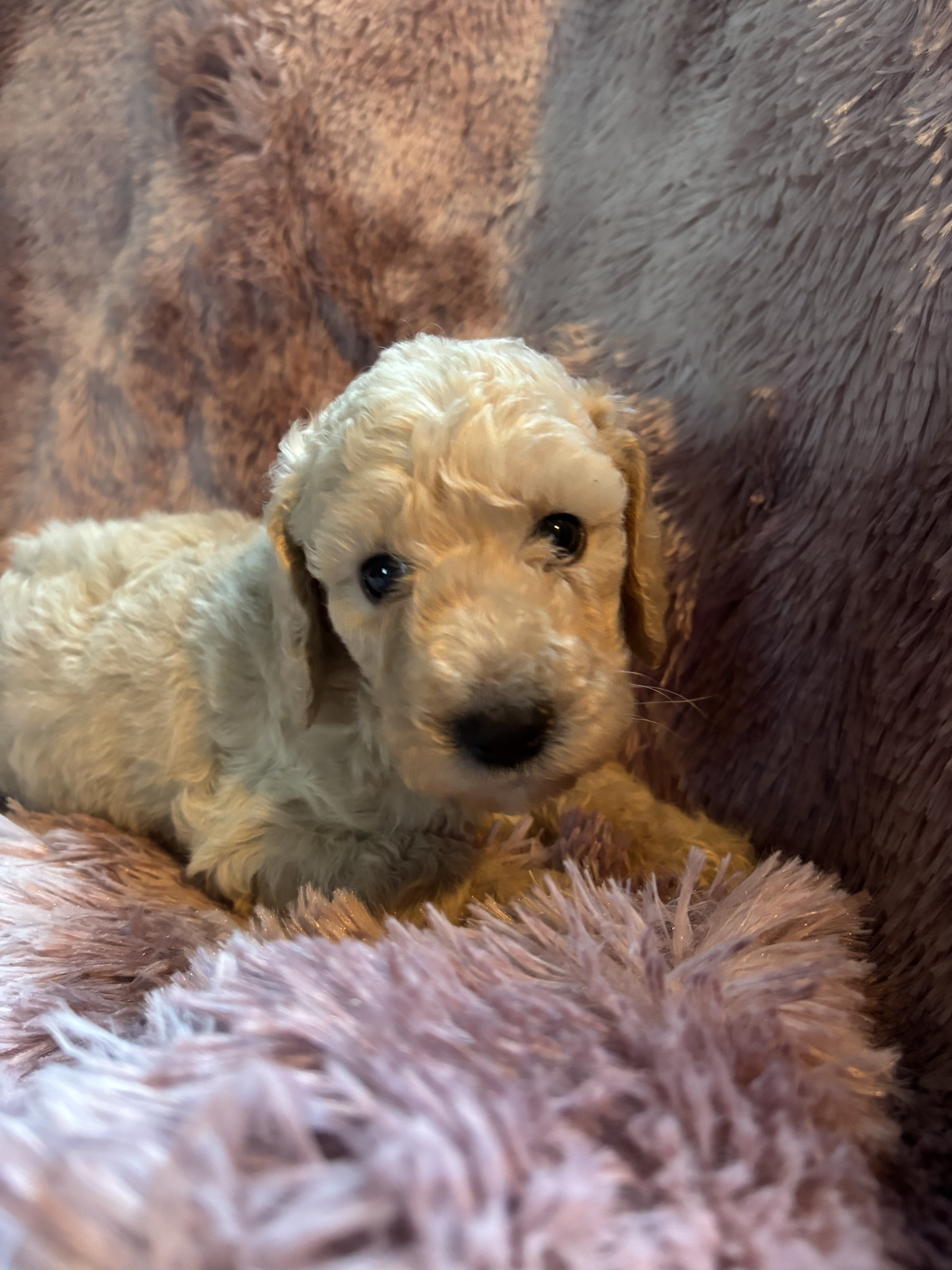 Nelly-Standard poodle image 4