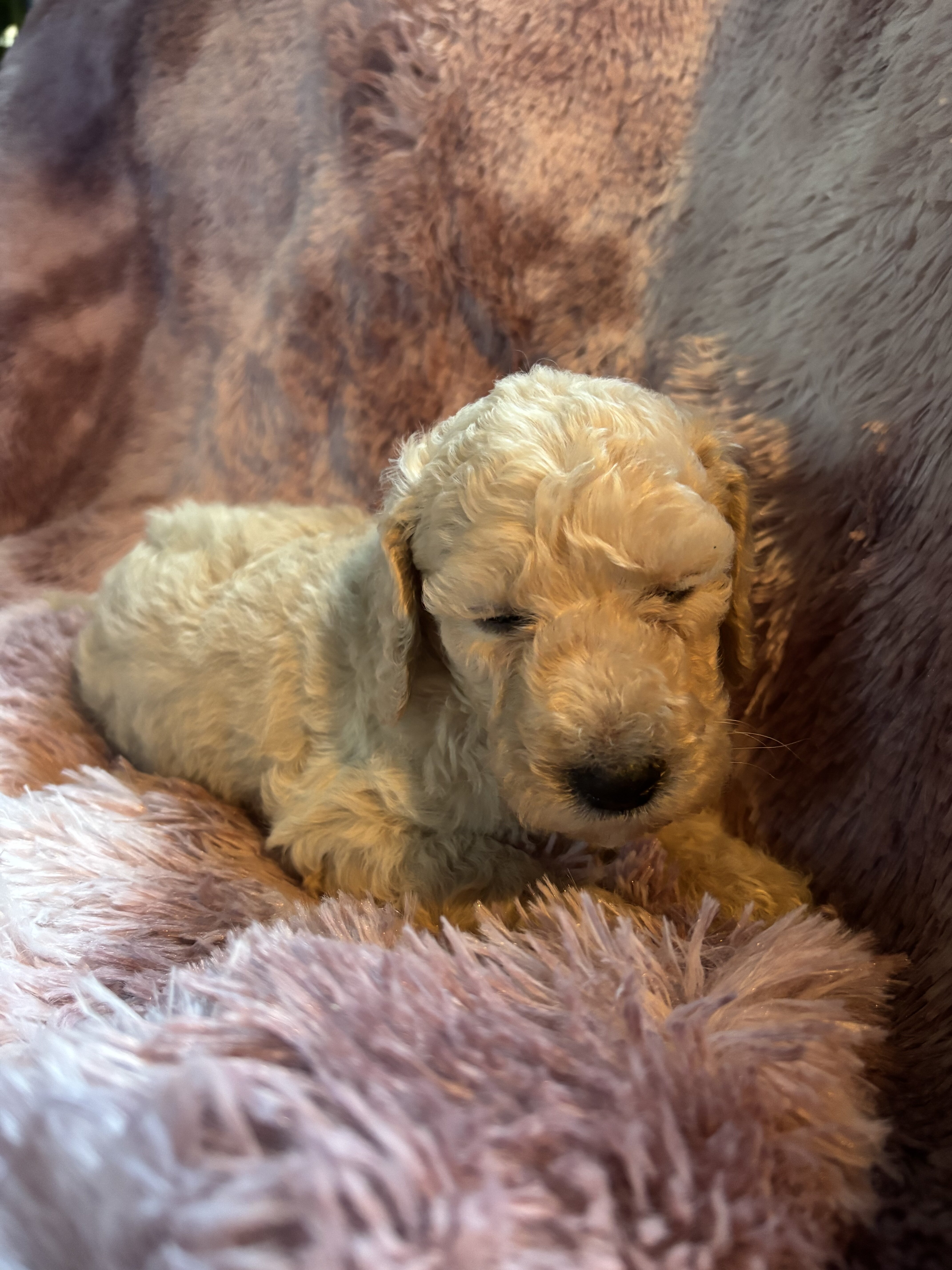 Nelly-Standard poodle image 3