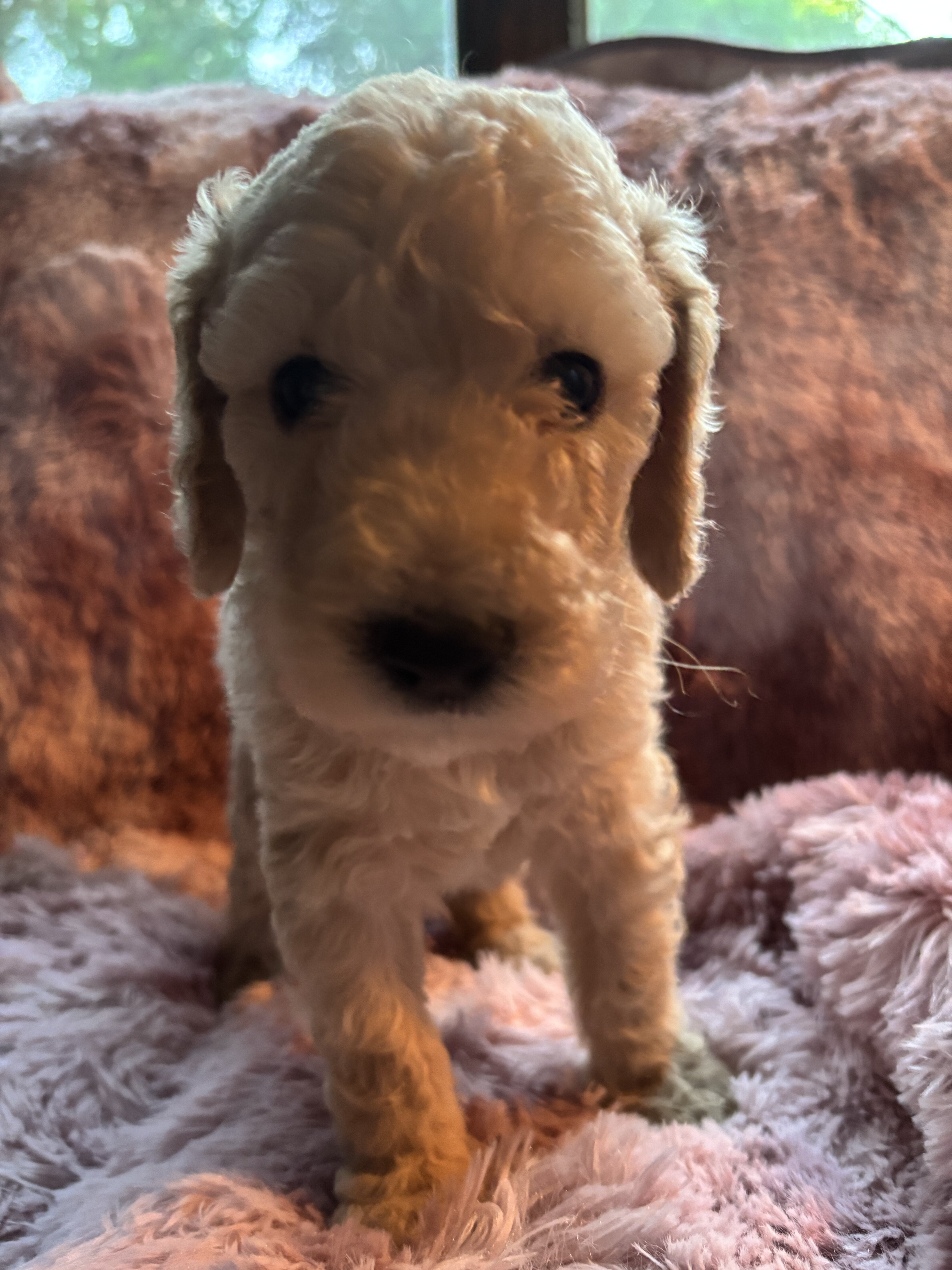 Nelly-Standard poodle image 7