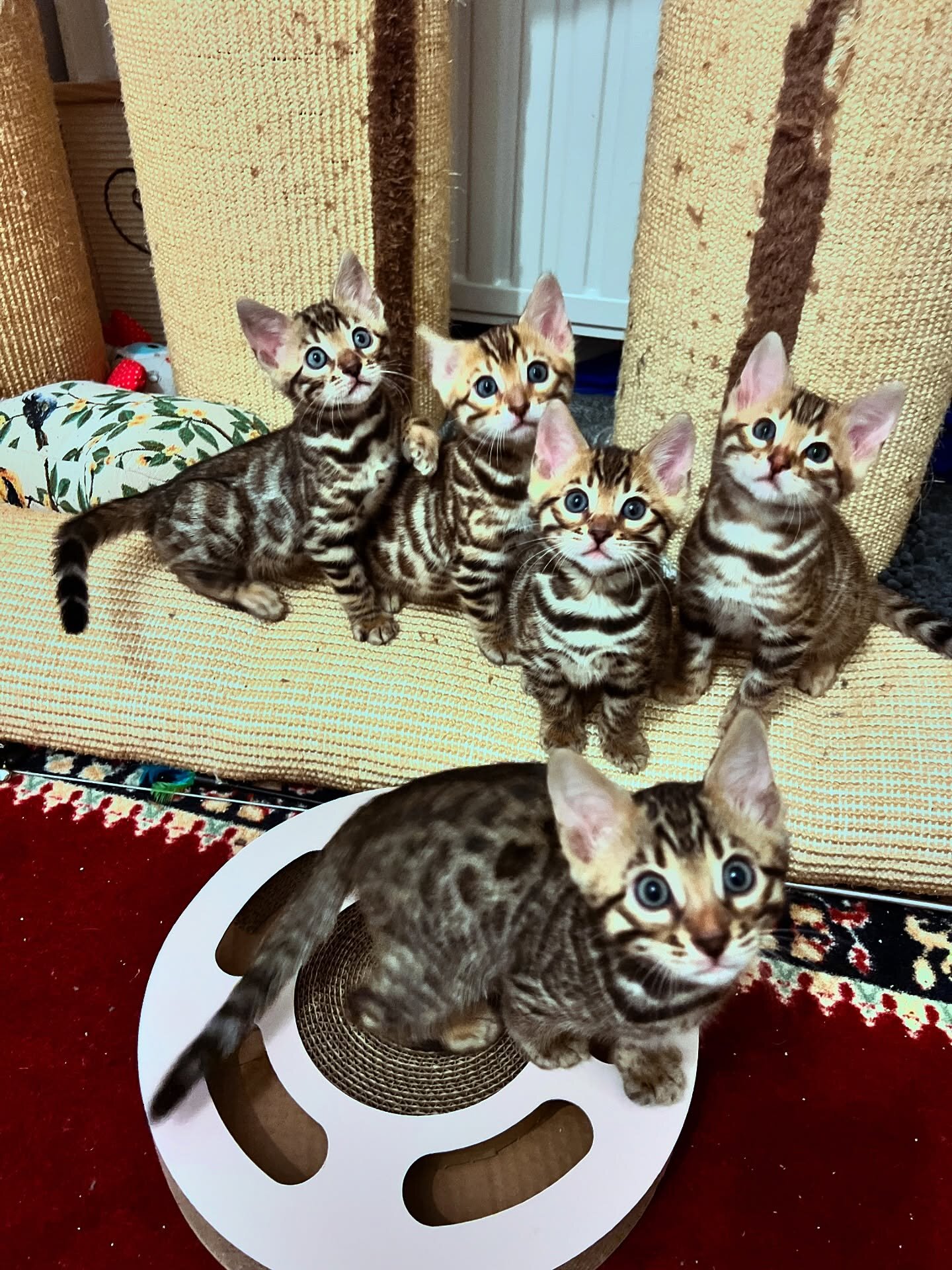 Sweet Bengal Kittens for new homes image 1