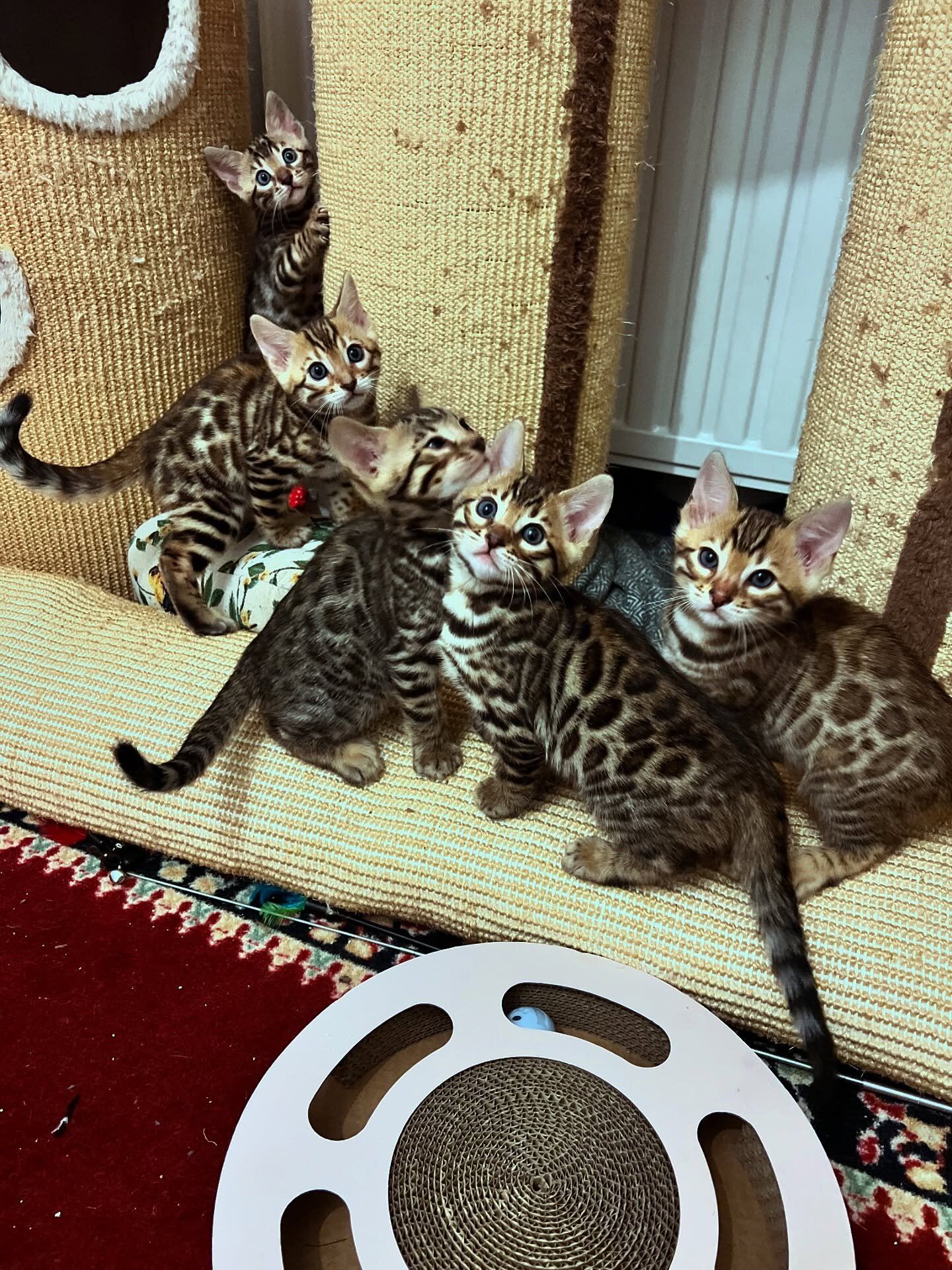 Sweet Bengal Kittens for new homes image 2