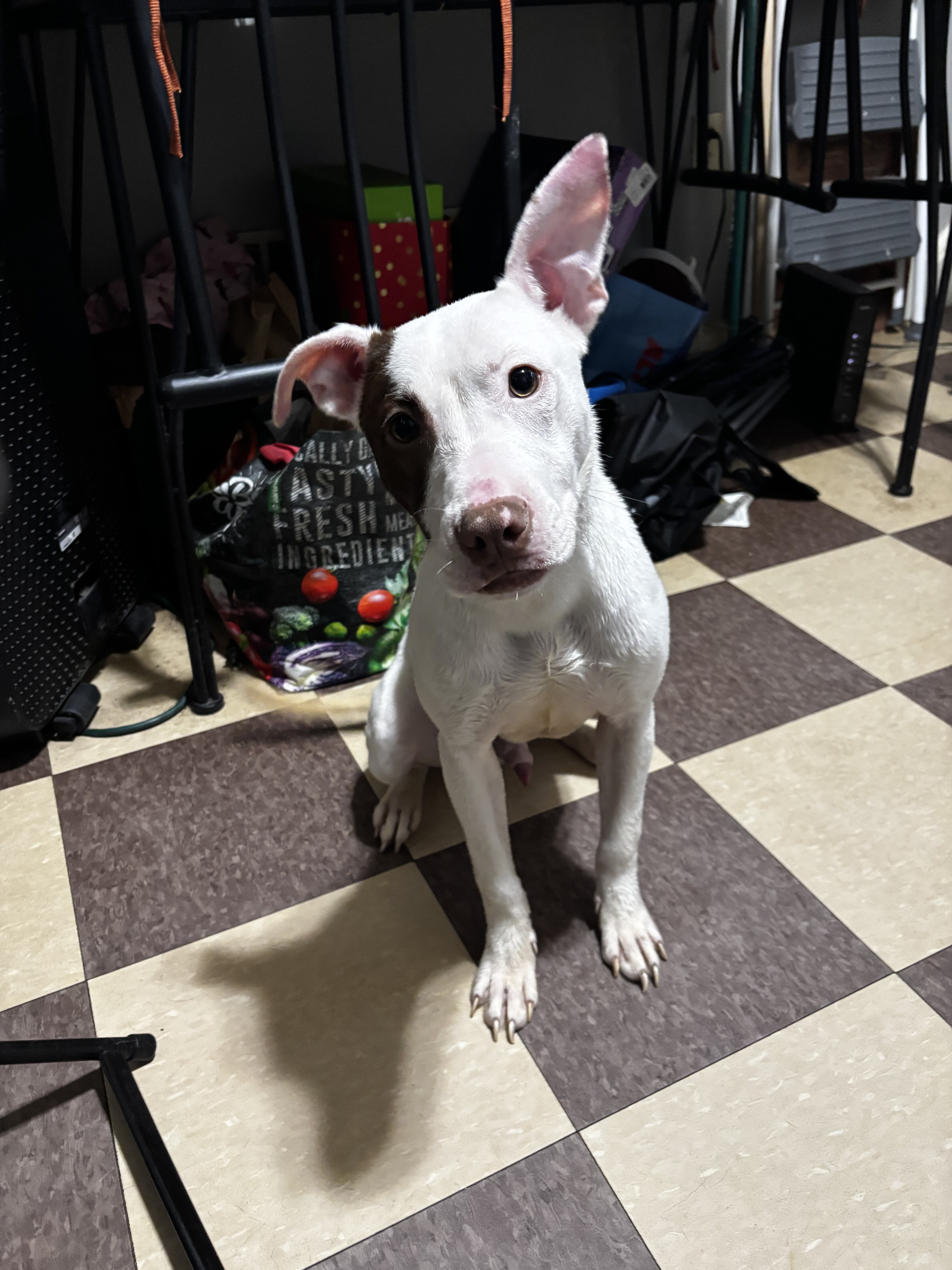 Mello (7 month old) image 3