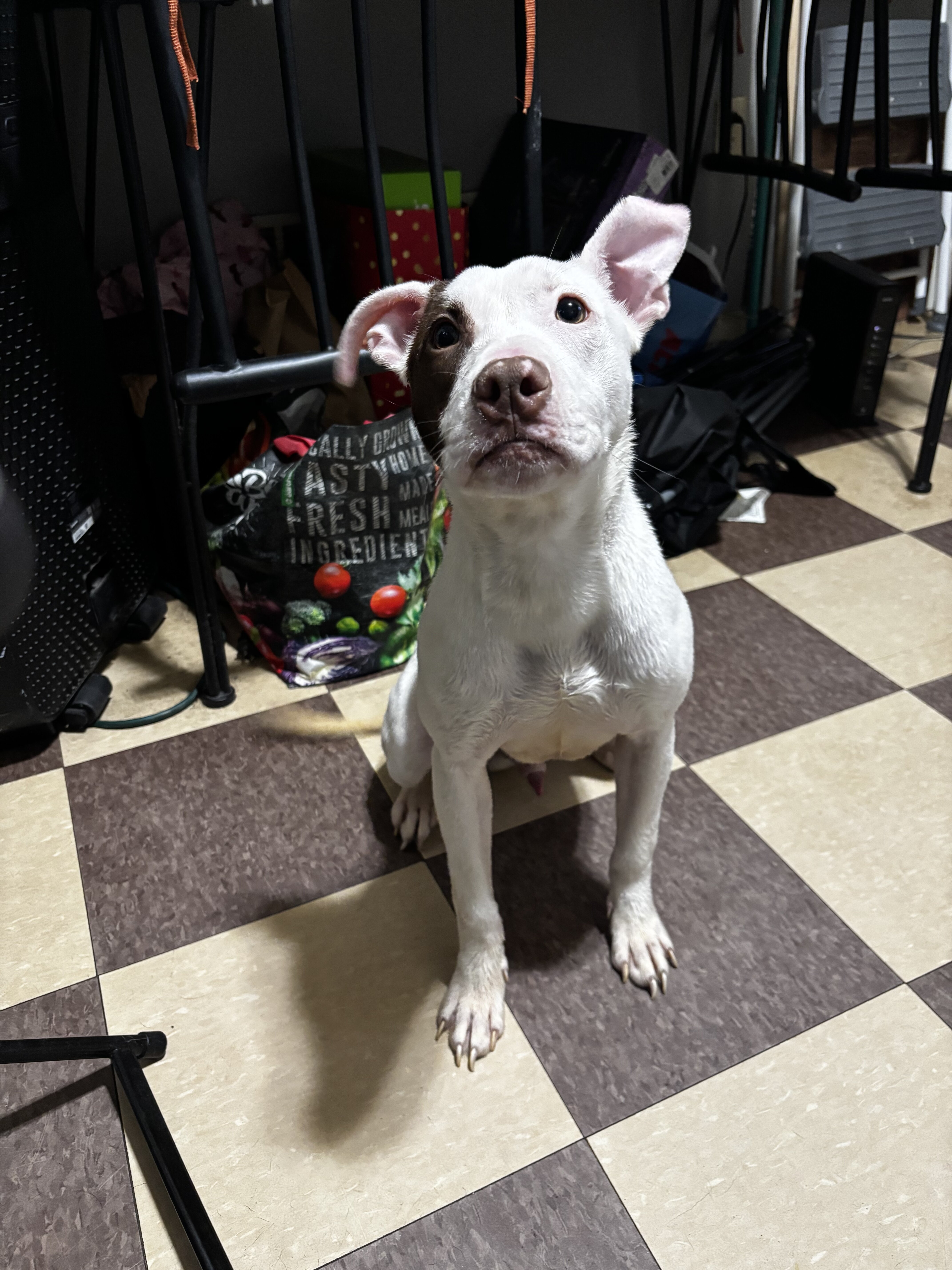 Mello (7 month old) image 2