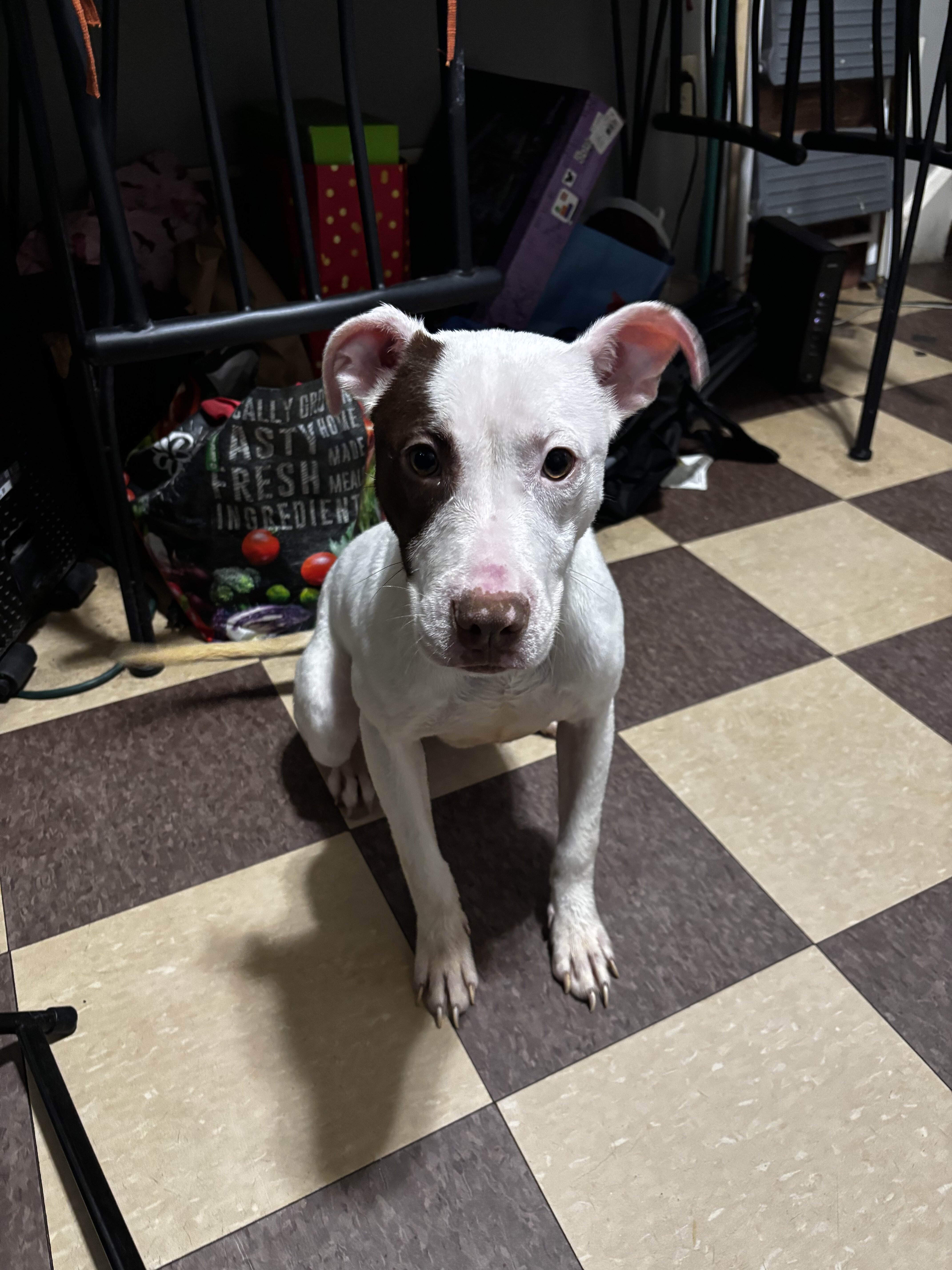 Mello (7 month old) image 1