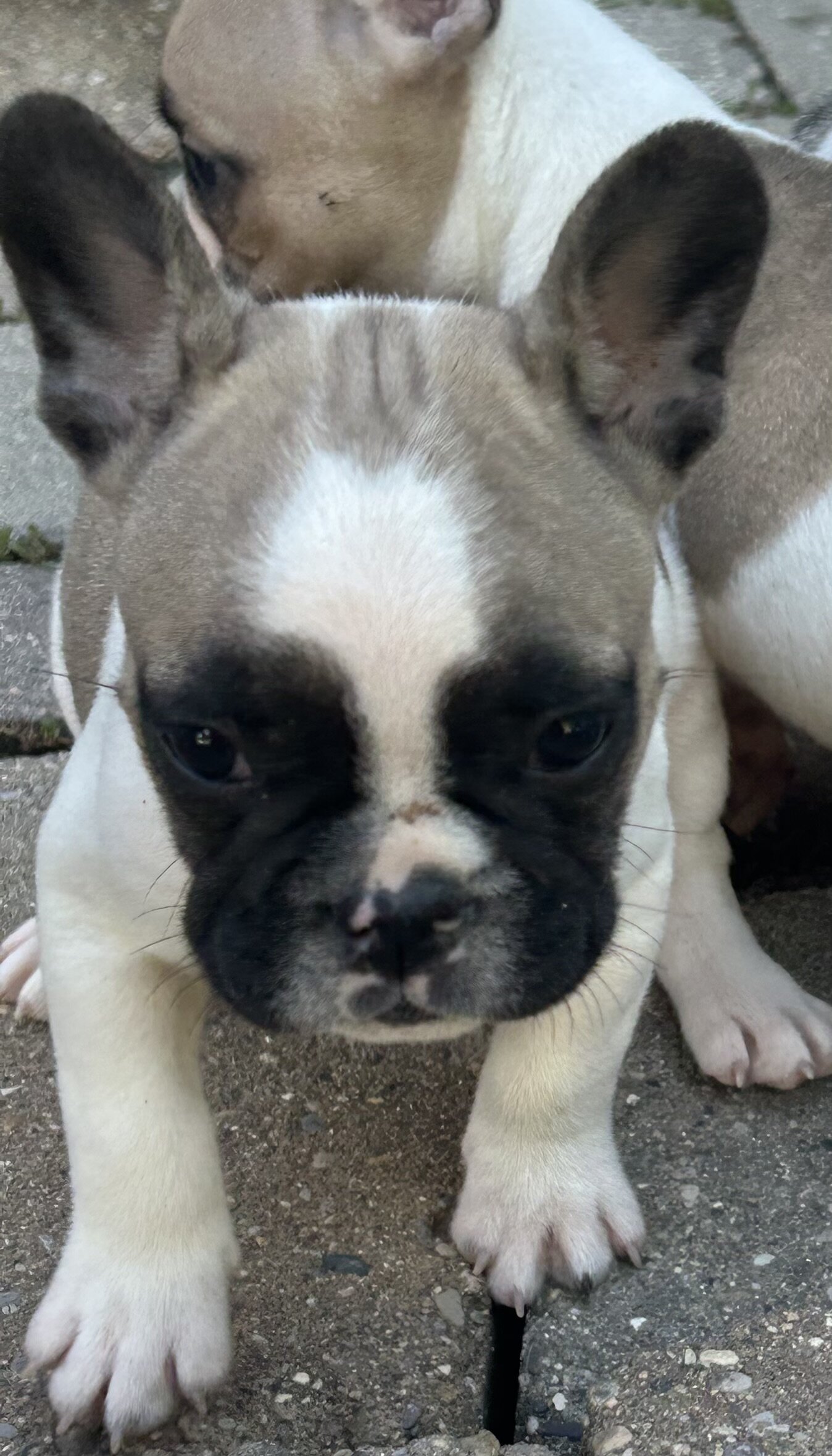 French Bulldog image 4