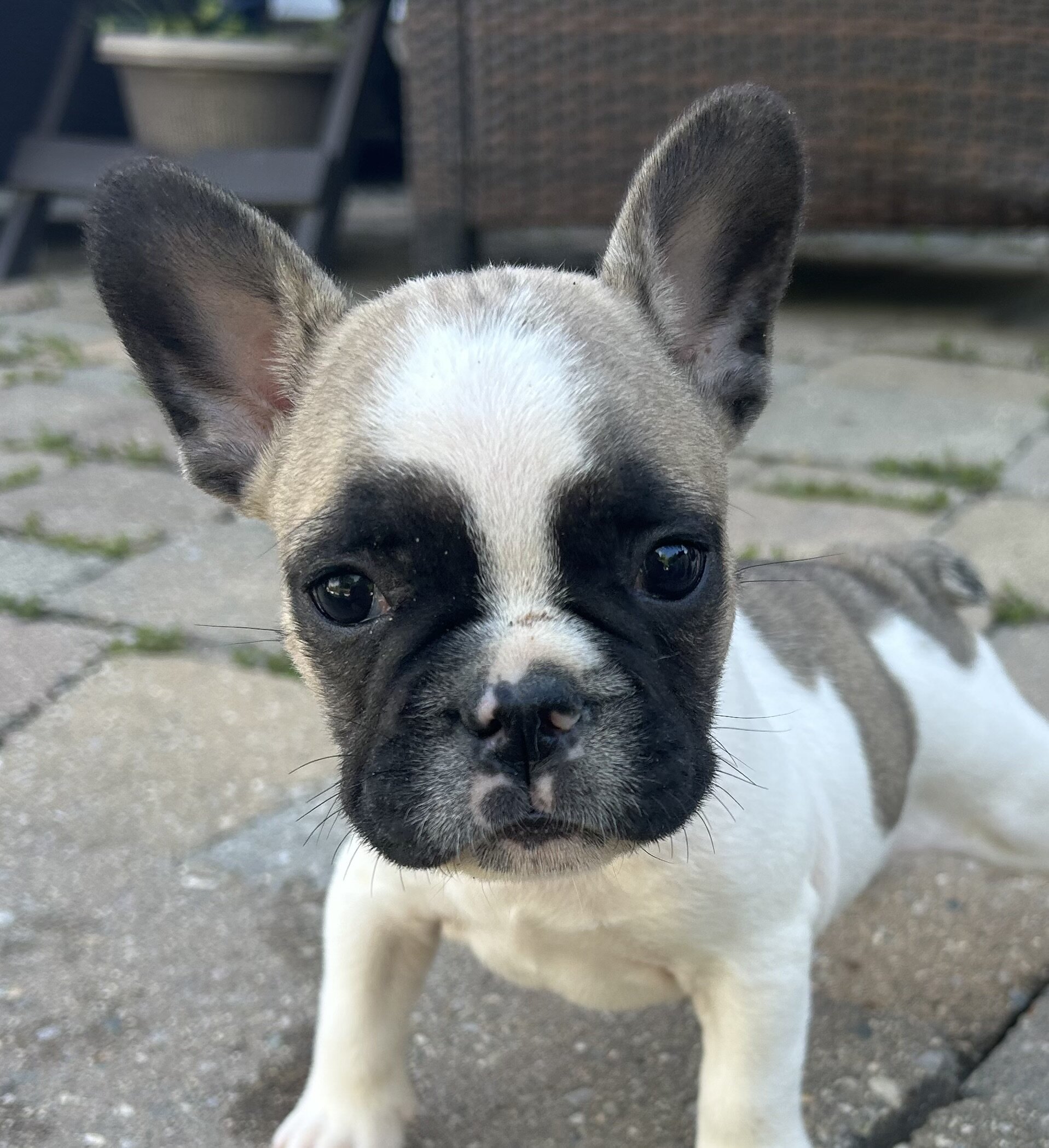 French Bulldog image 3