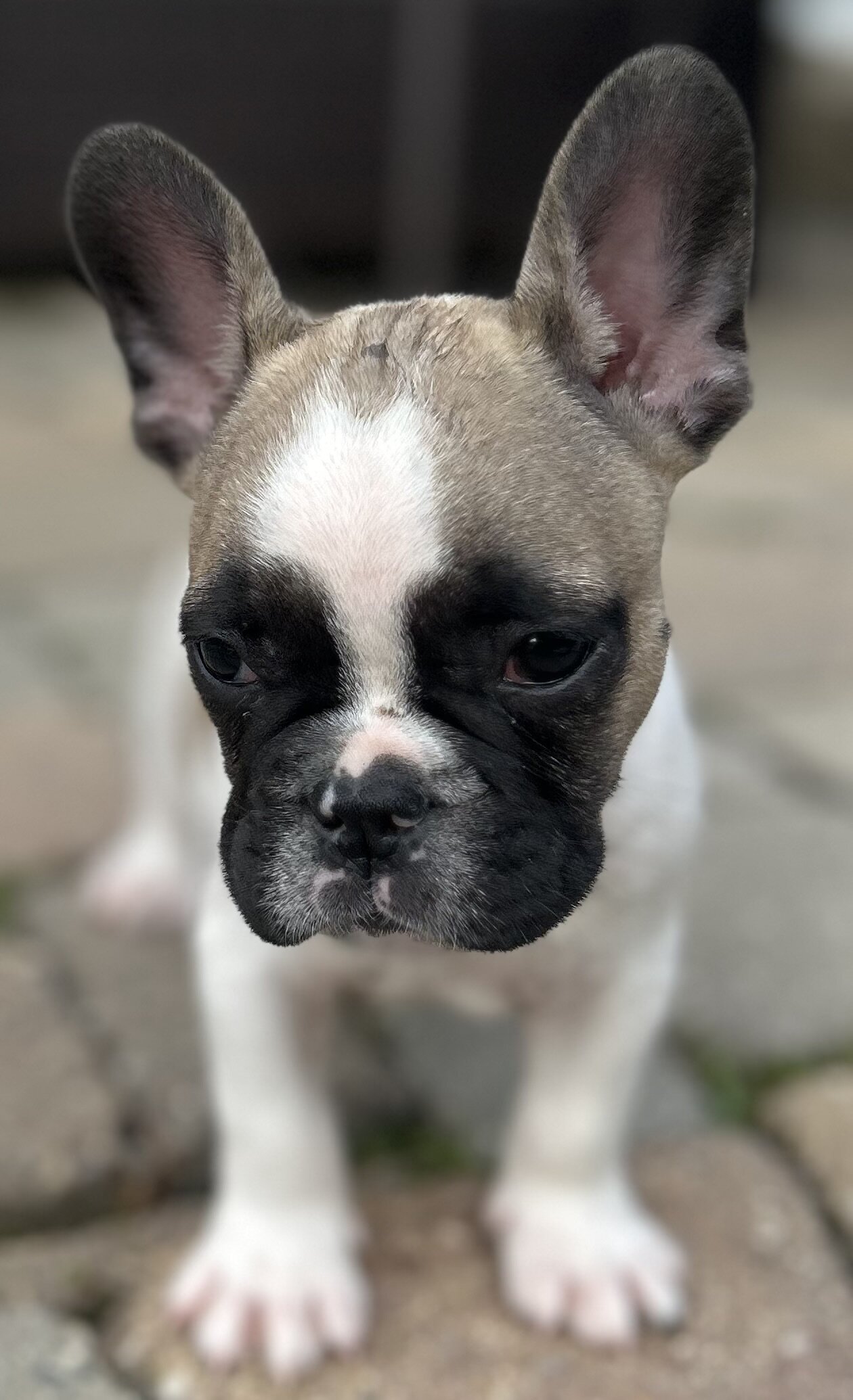 French Bulldog image 2