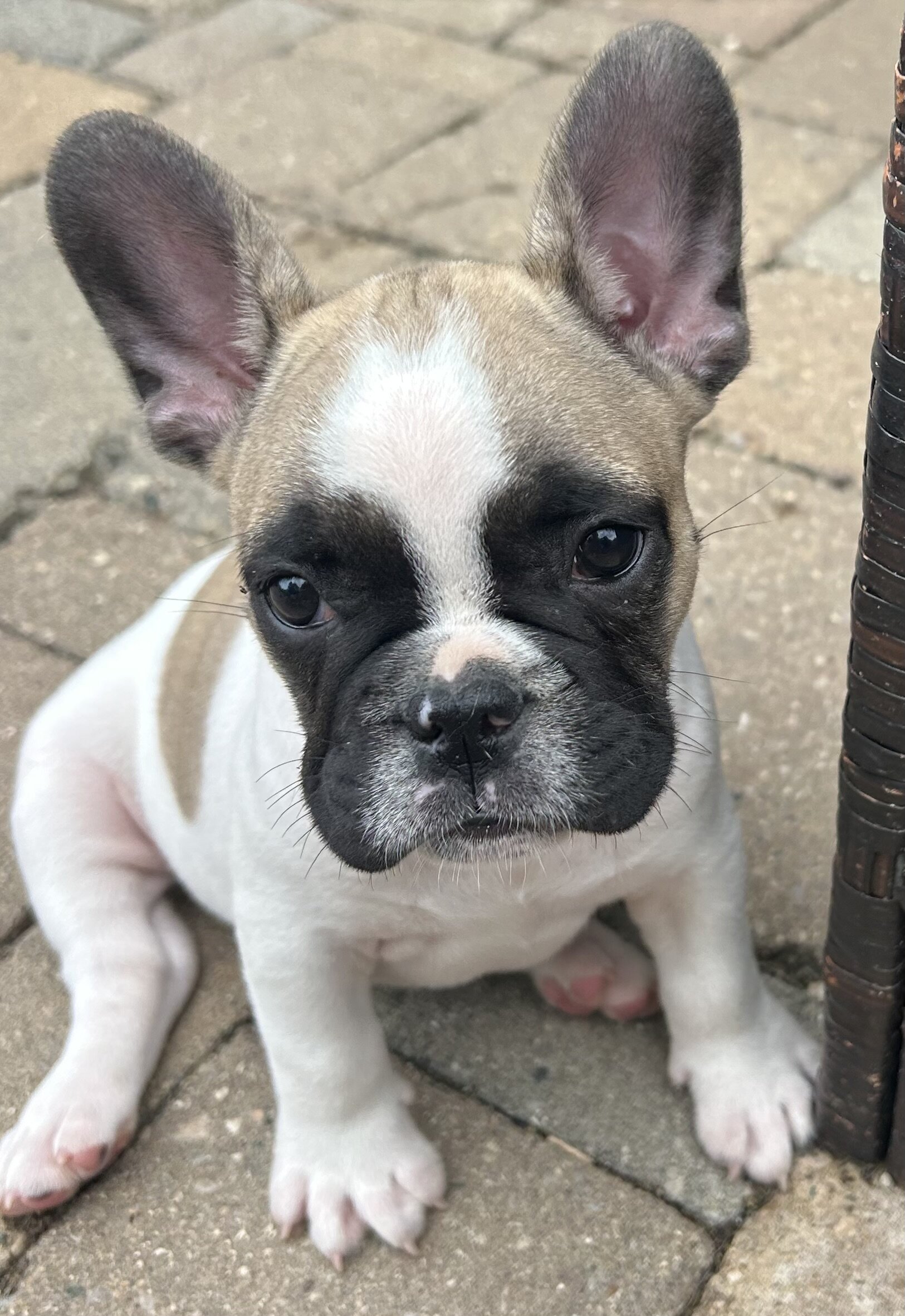 French Bulldog image 1