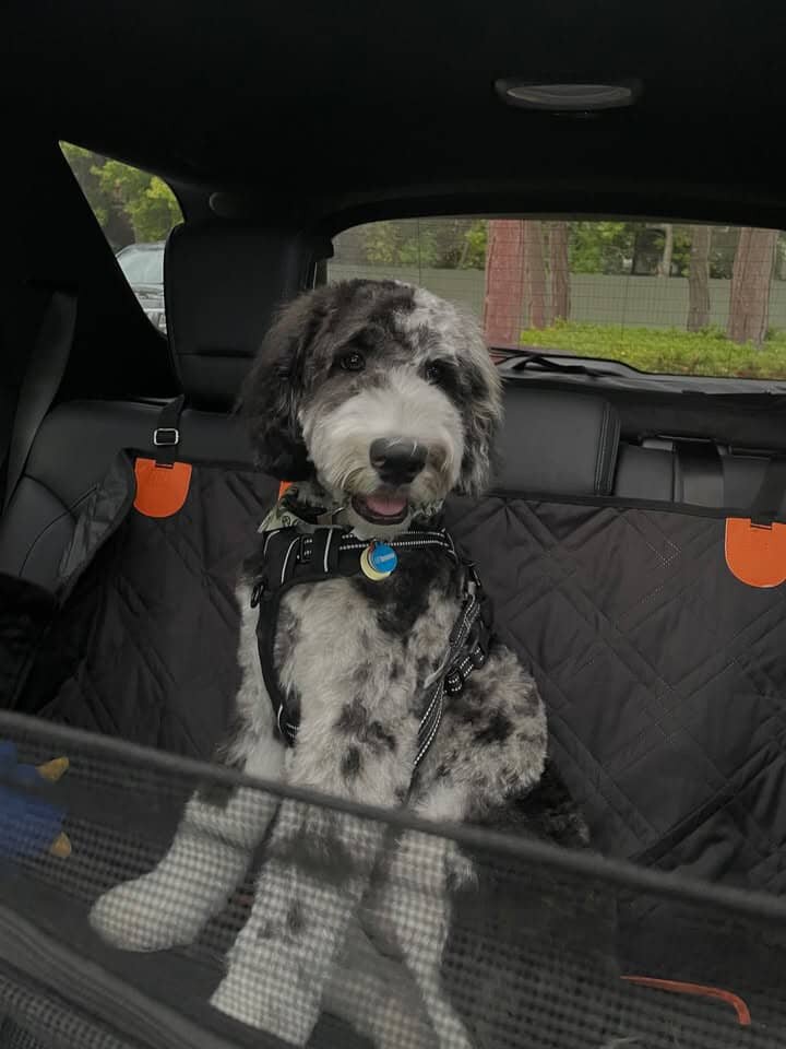 stanley male bernedoodle image 3