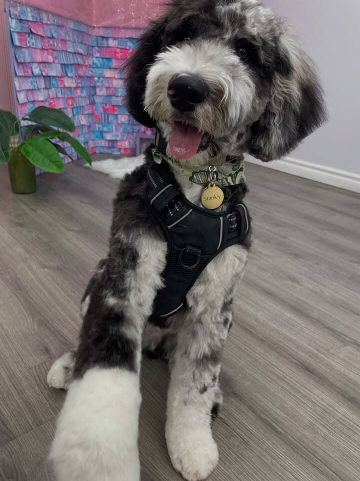 stanley male bernedoodle image 5