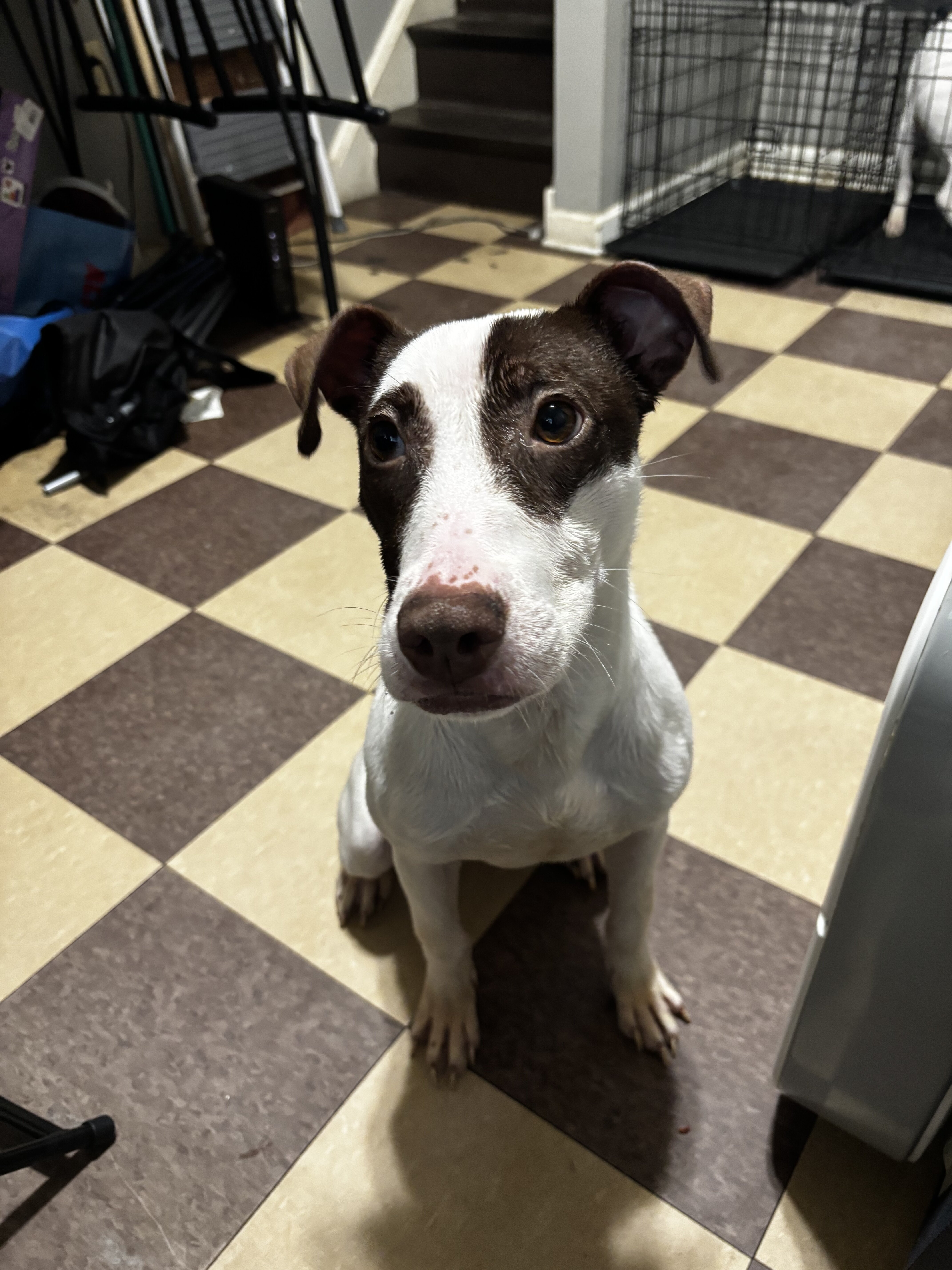 Oreo (7 Month old) image 1