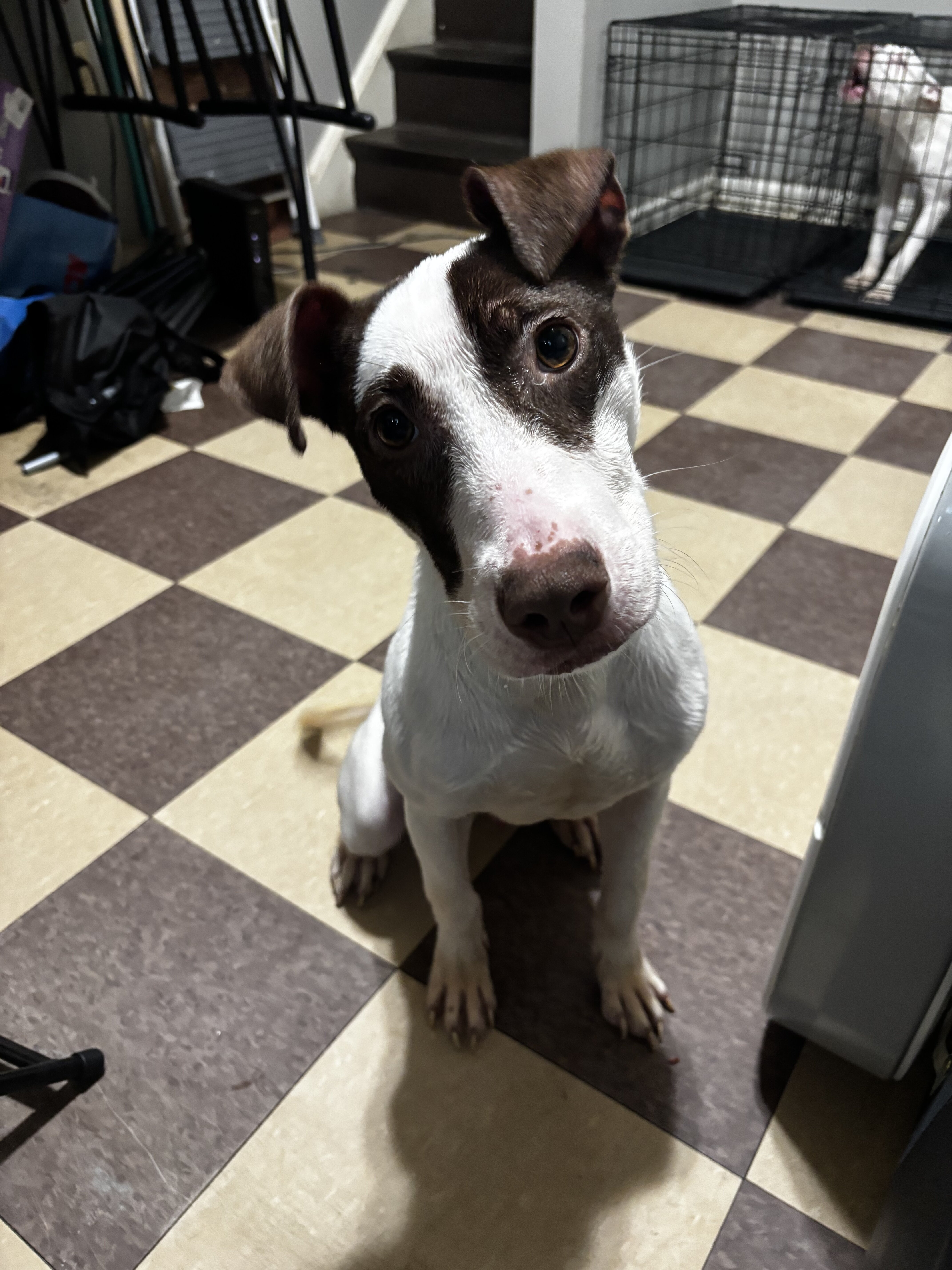 Oreo (7 Month old) image 2