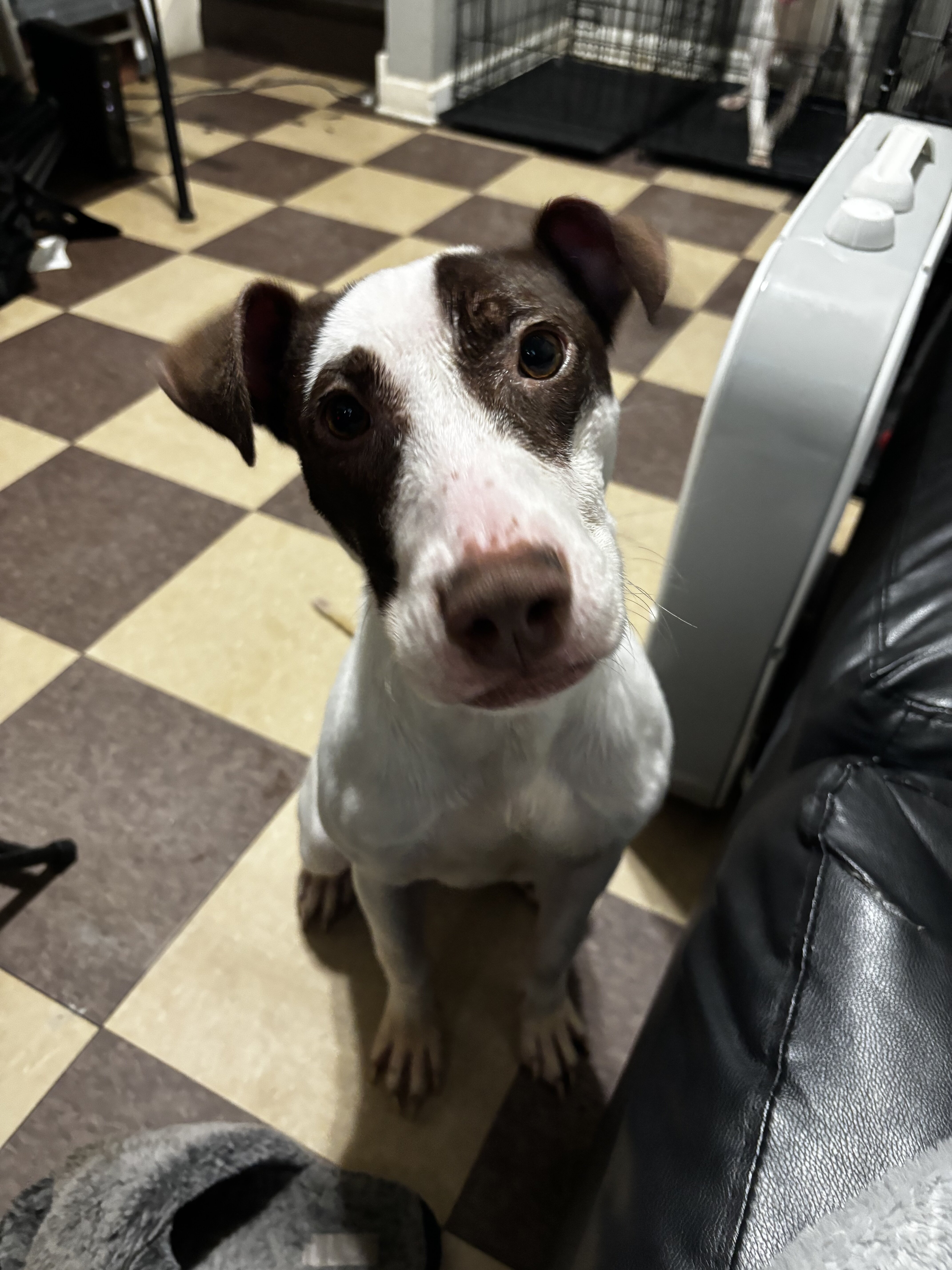 Oreo (7 Month old) image 3