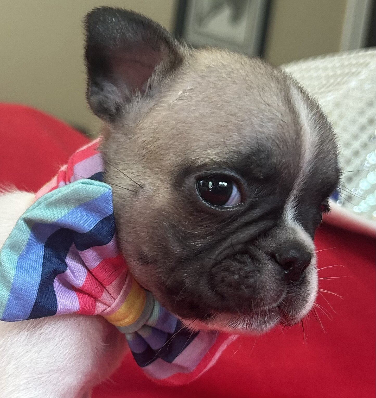 French Bulldog Mike & Greg image 5