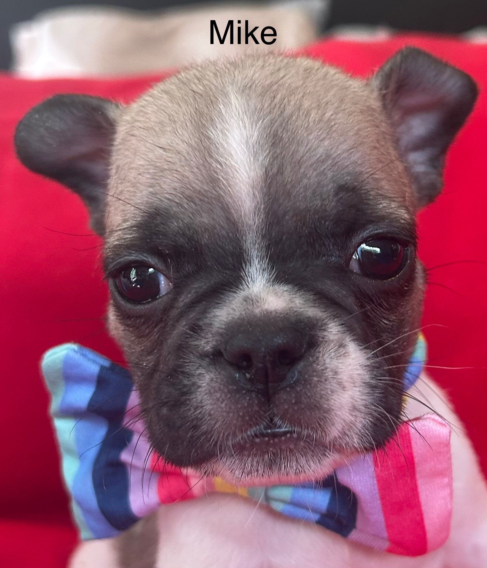 French Bulldog Mike & Greg image 4