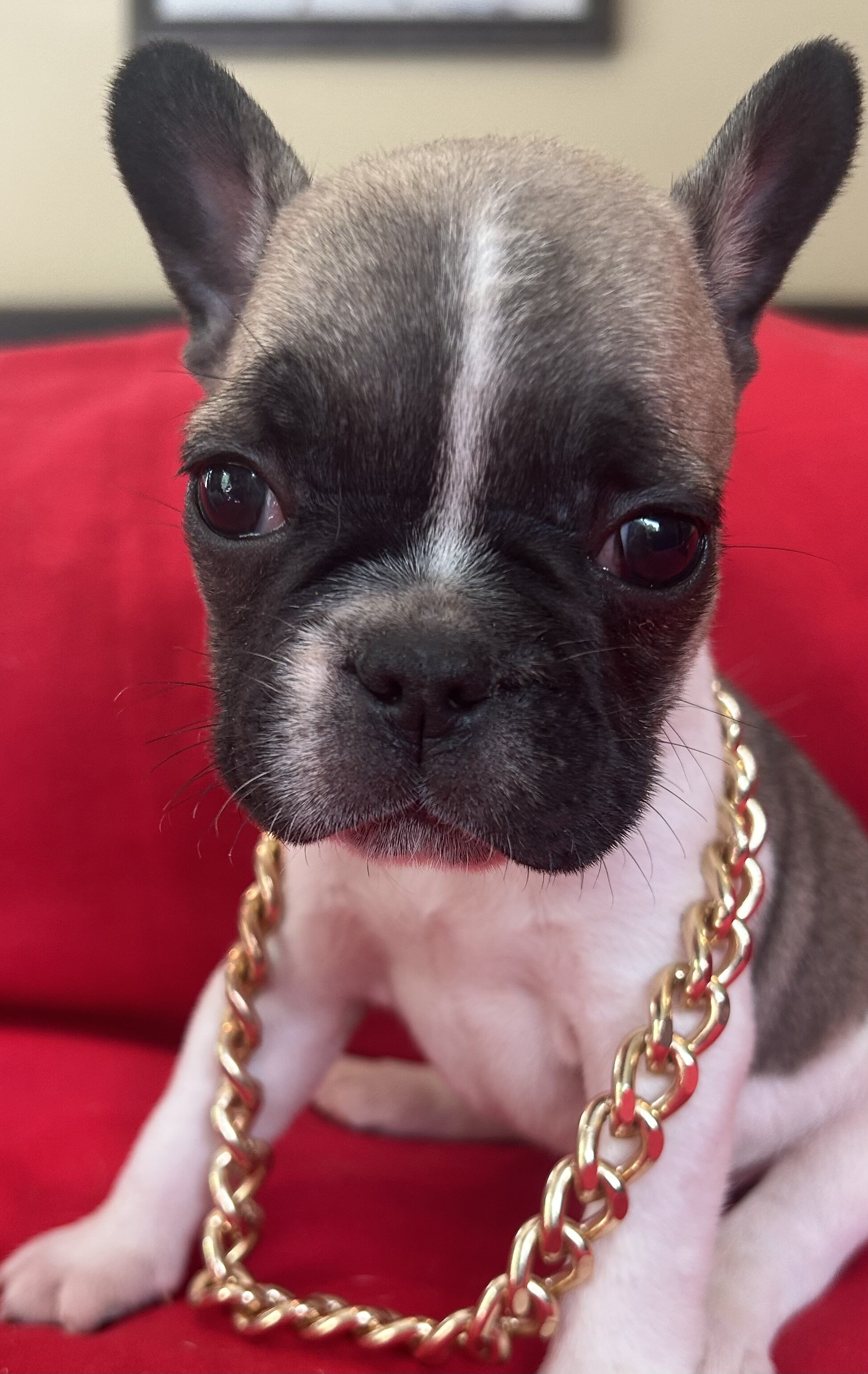 French Bulldog Mike & Greg image 3
