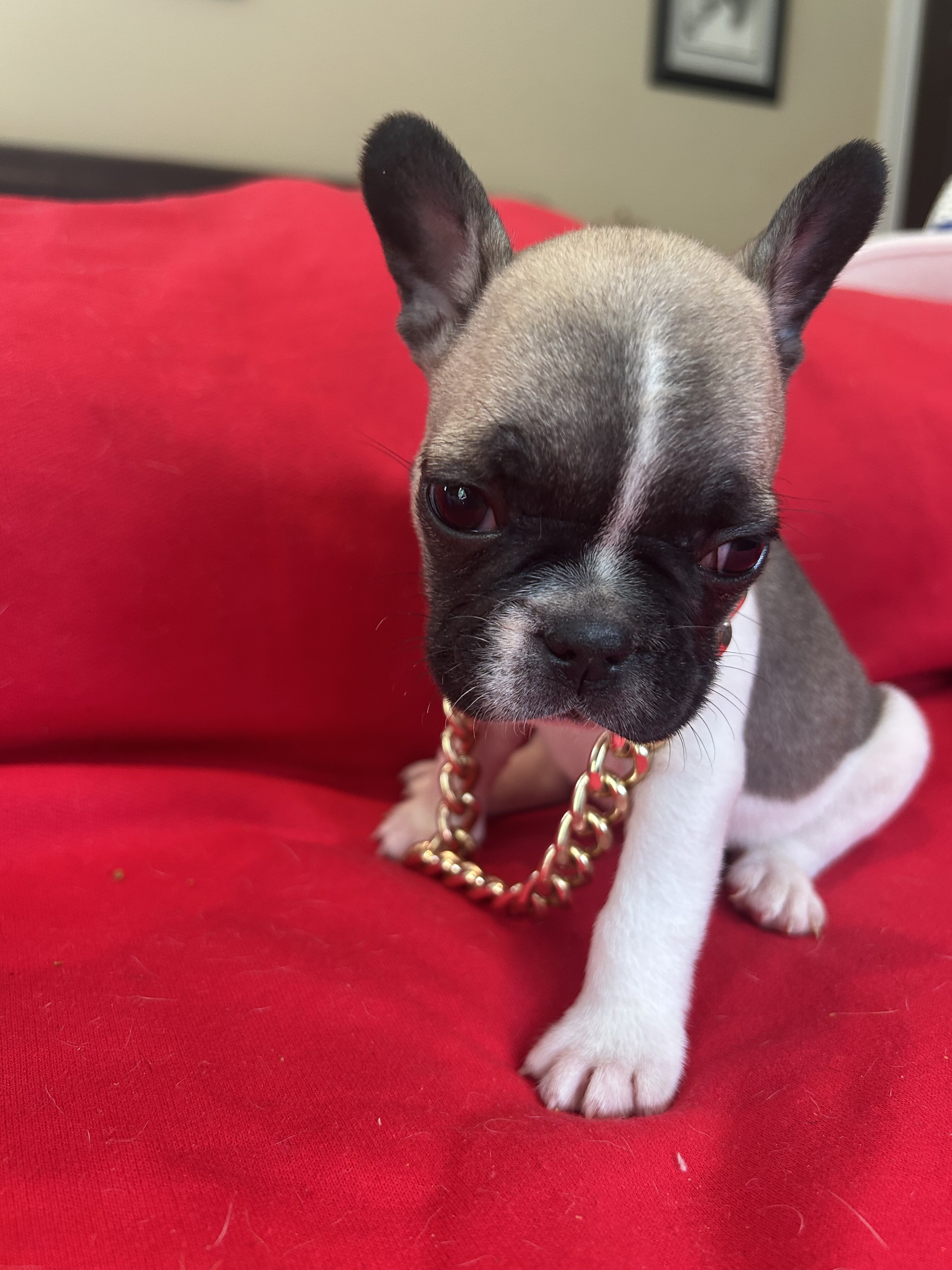 French Bulldog Mike & Greg image 2