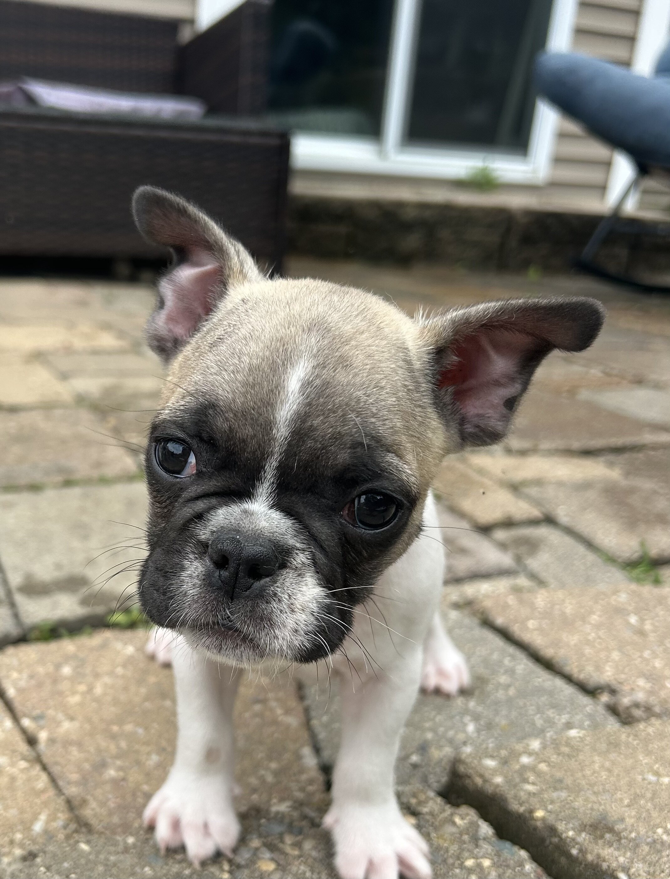 French Bulldog Mike & Greg image 1