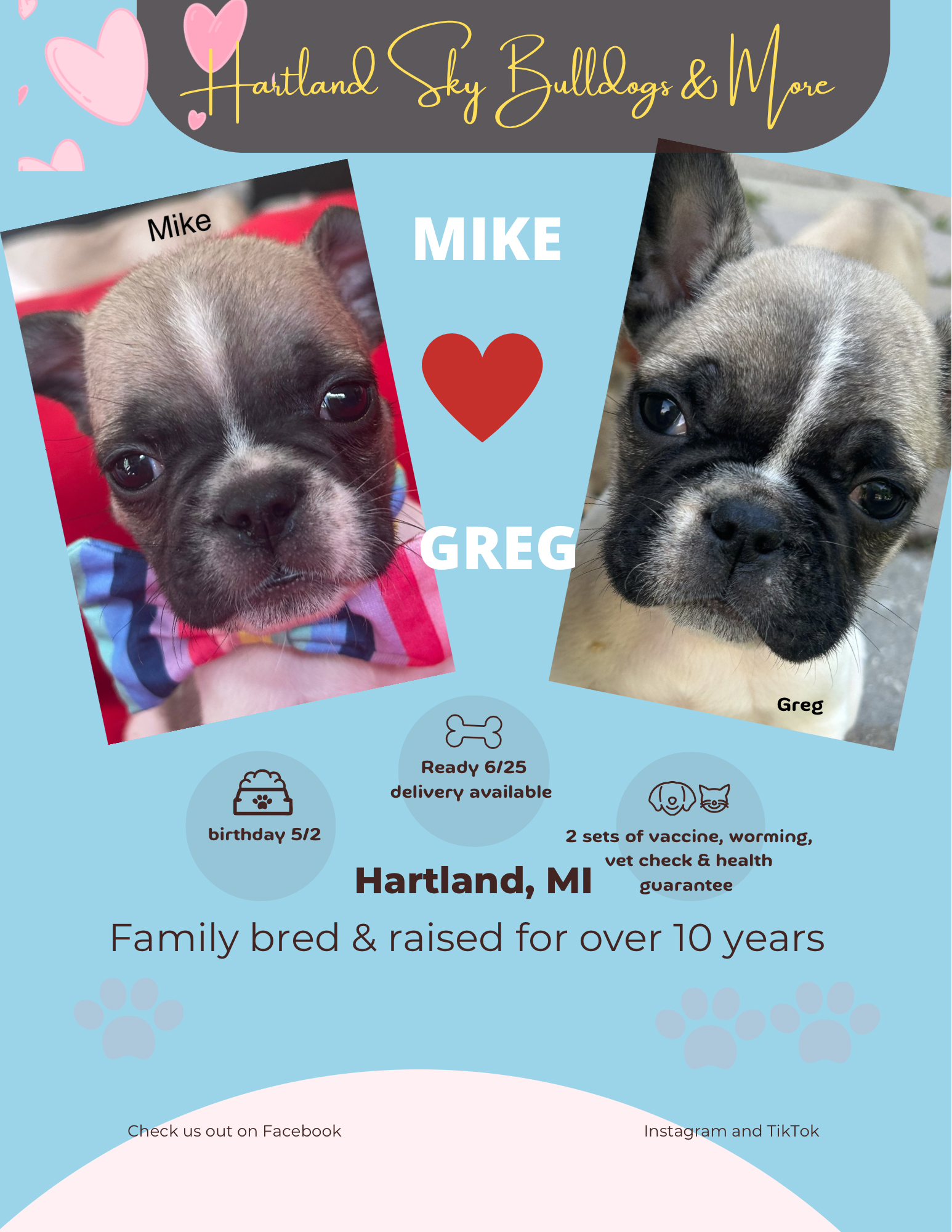 French Bulldog Mike & Greg image 6