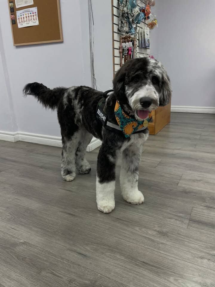 f1b mini bernedoodle image 1