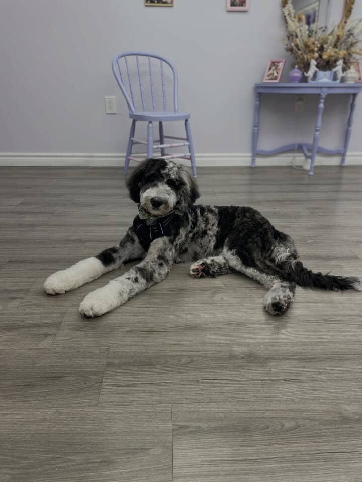 f1b mini bernedoodle image 4