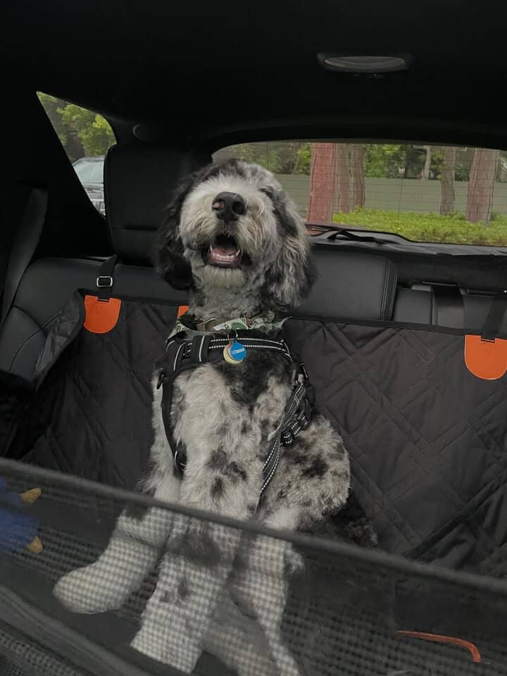 f1b mini bernedoodle image 2