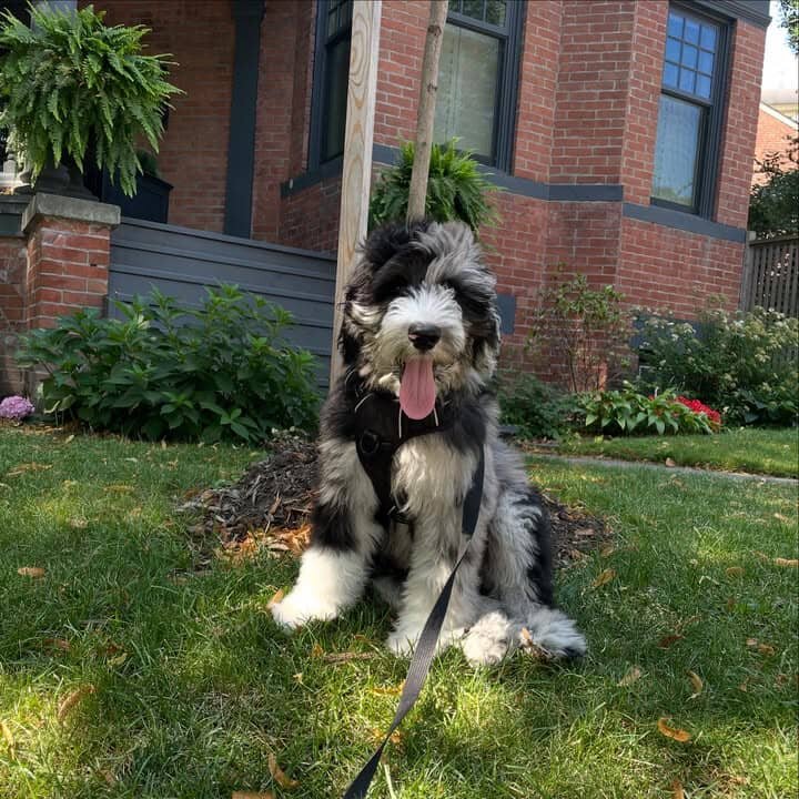 f1b mini bernedoodle image 7