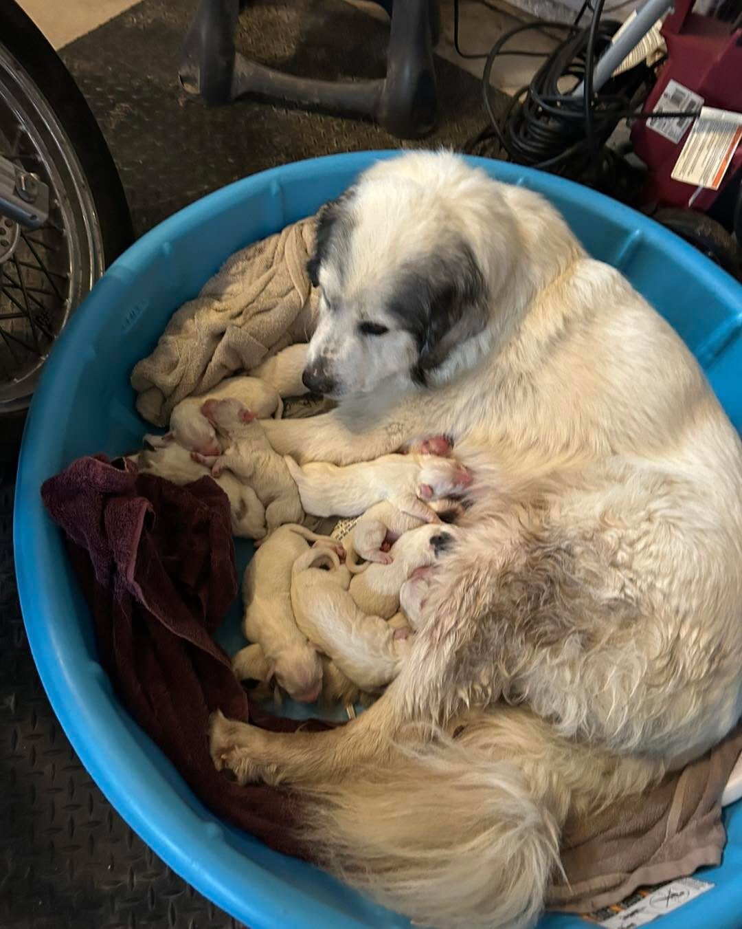 Great Pyrenees Puppies image 1