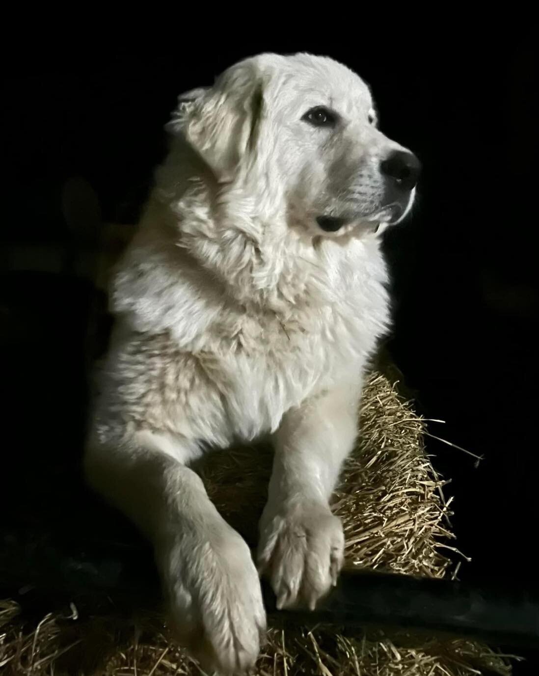 Great Pyrenees Puppies image 4