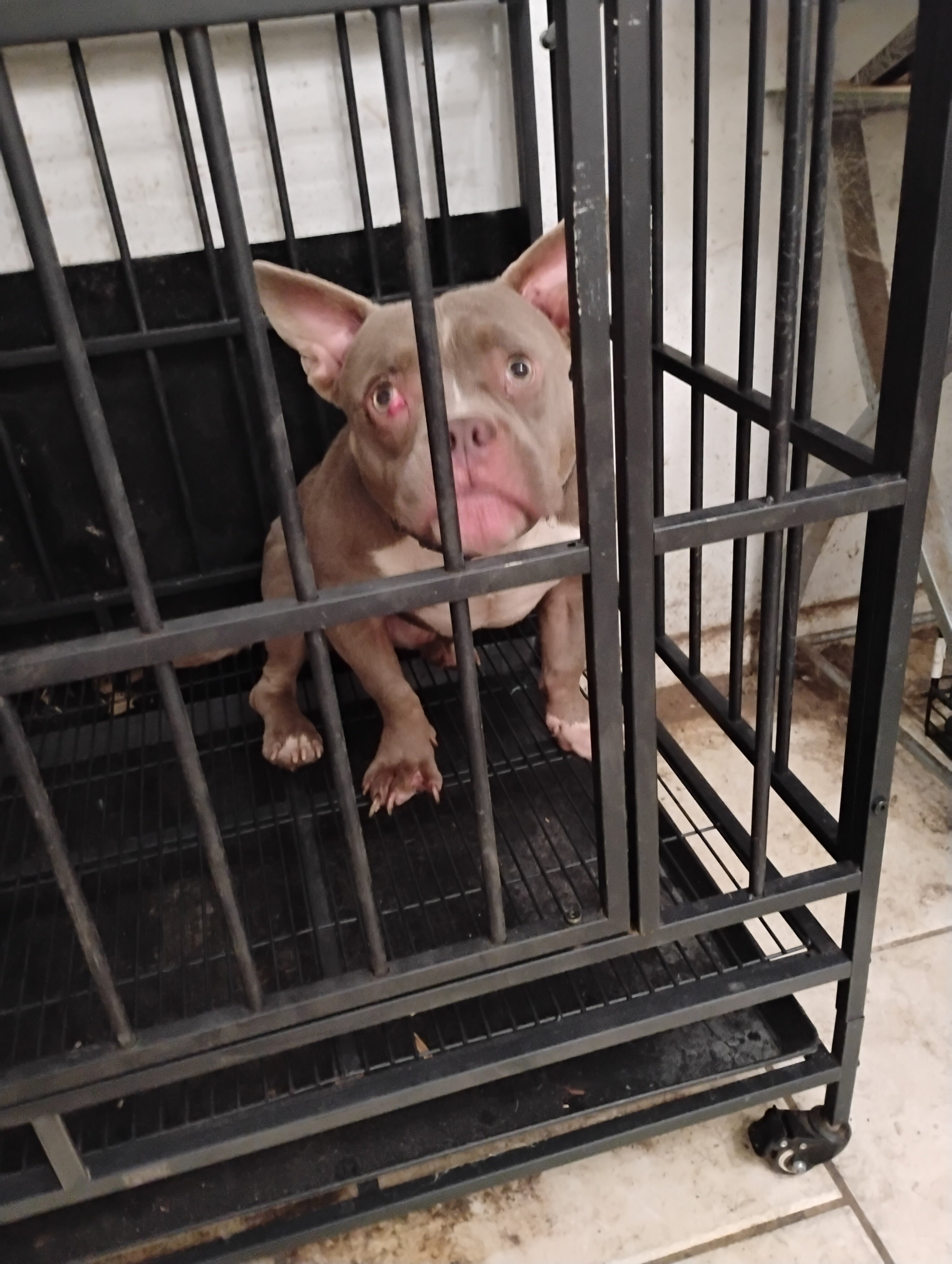 AMERICAN BULLY PUP image 1