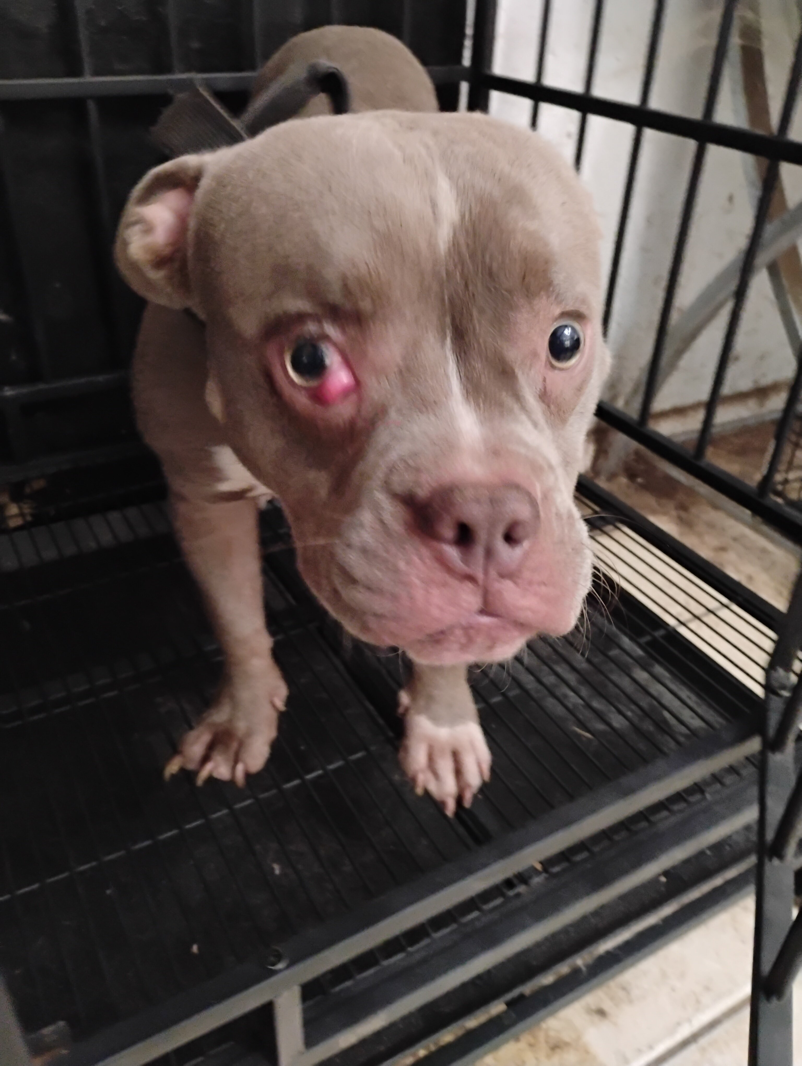 AMERICAN BULLY PUP image 2