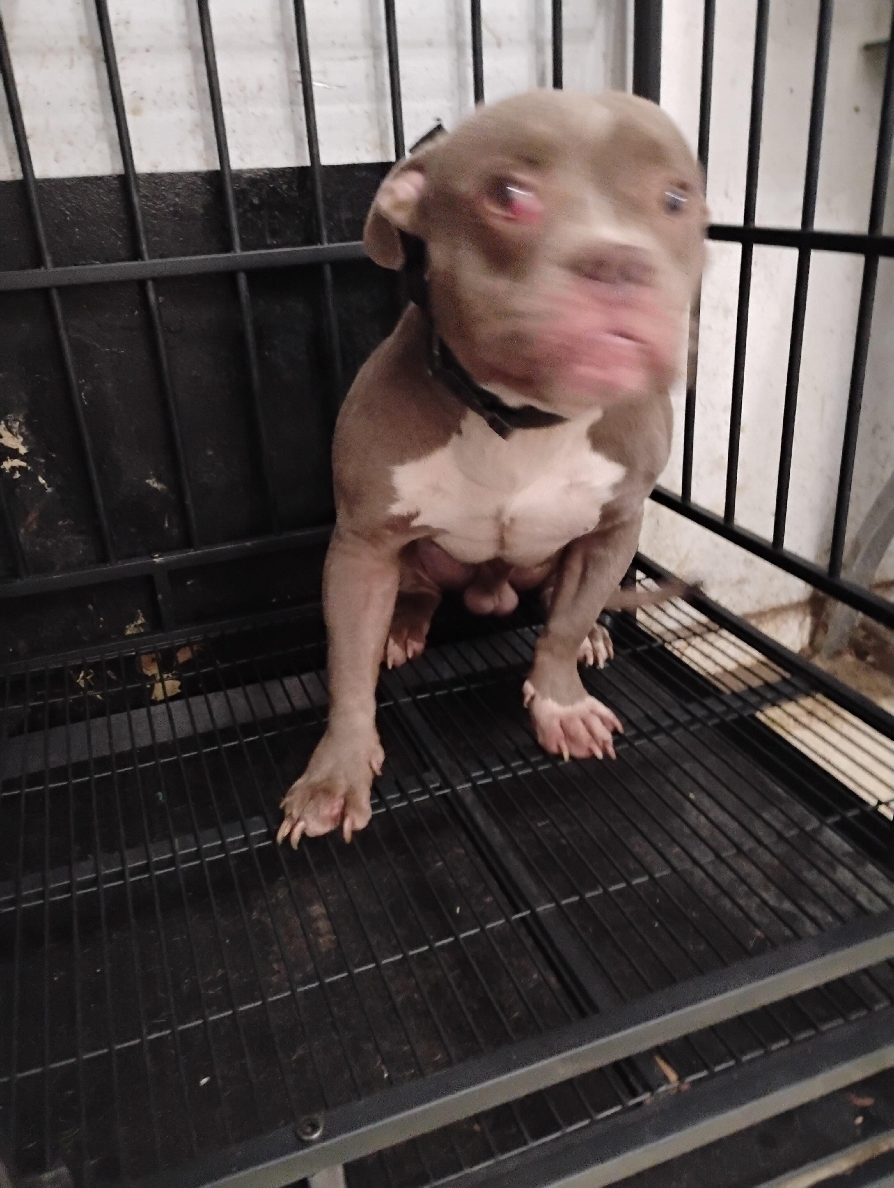 AMERICAN BULLY PUP image 3