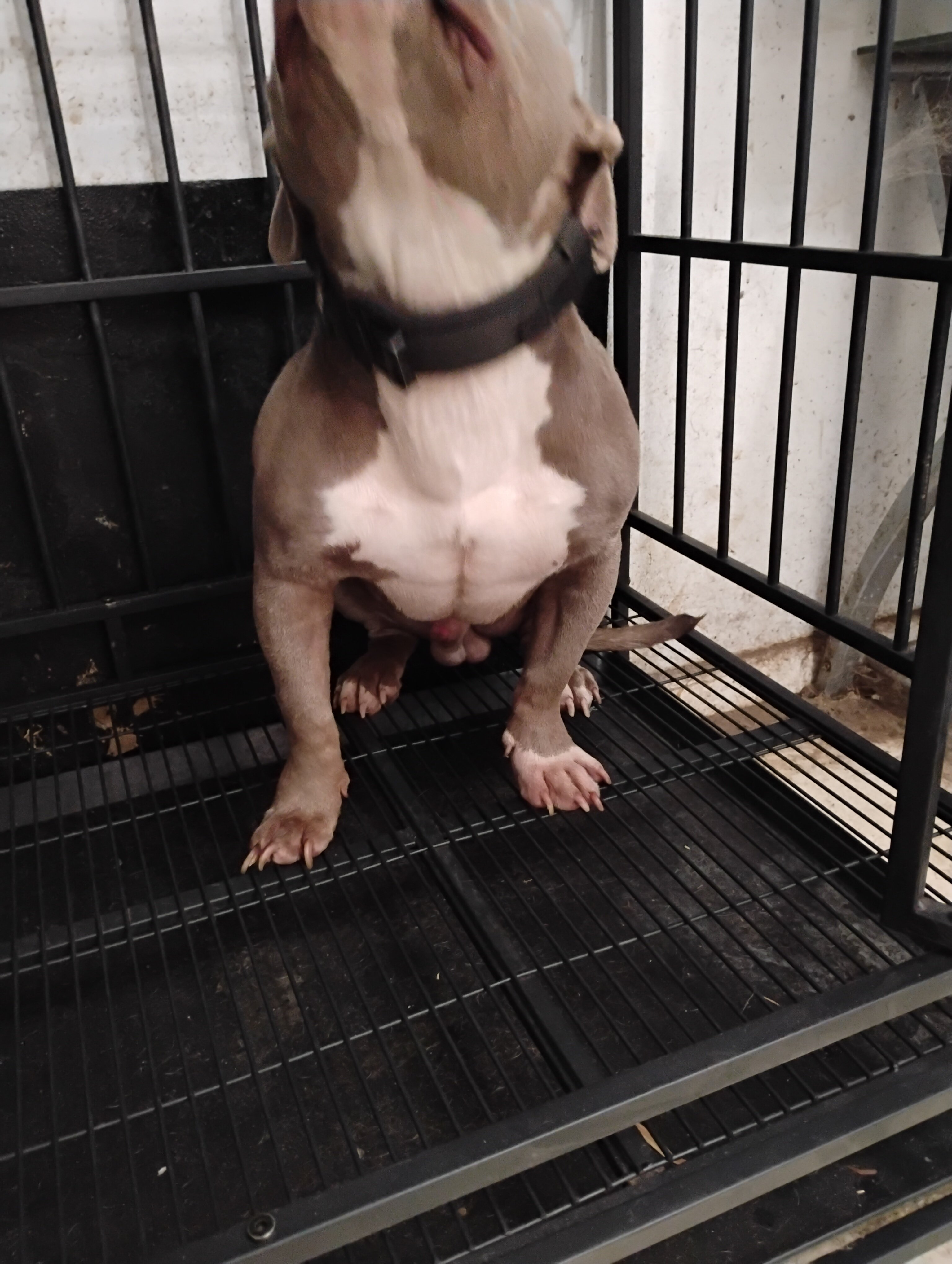 AMERICAN BULLY PUP image 4