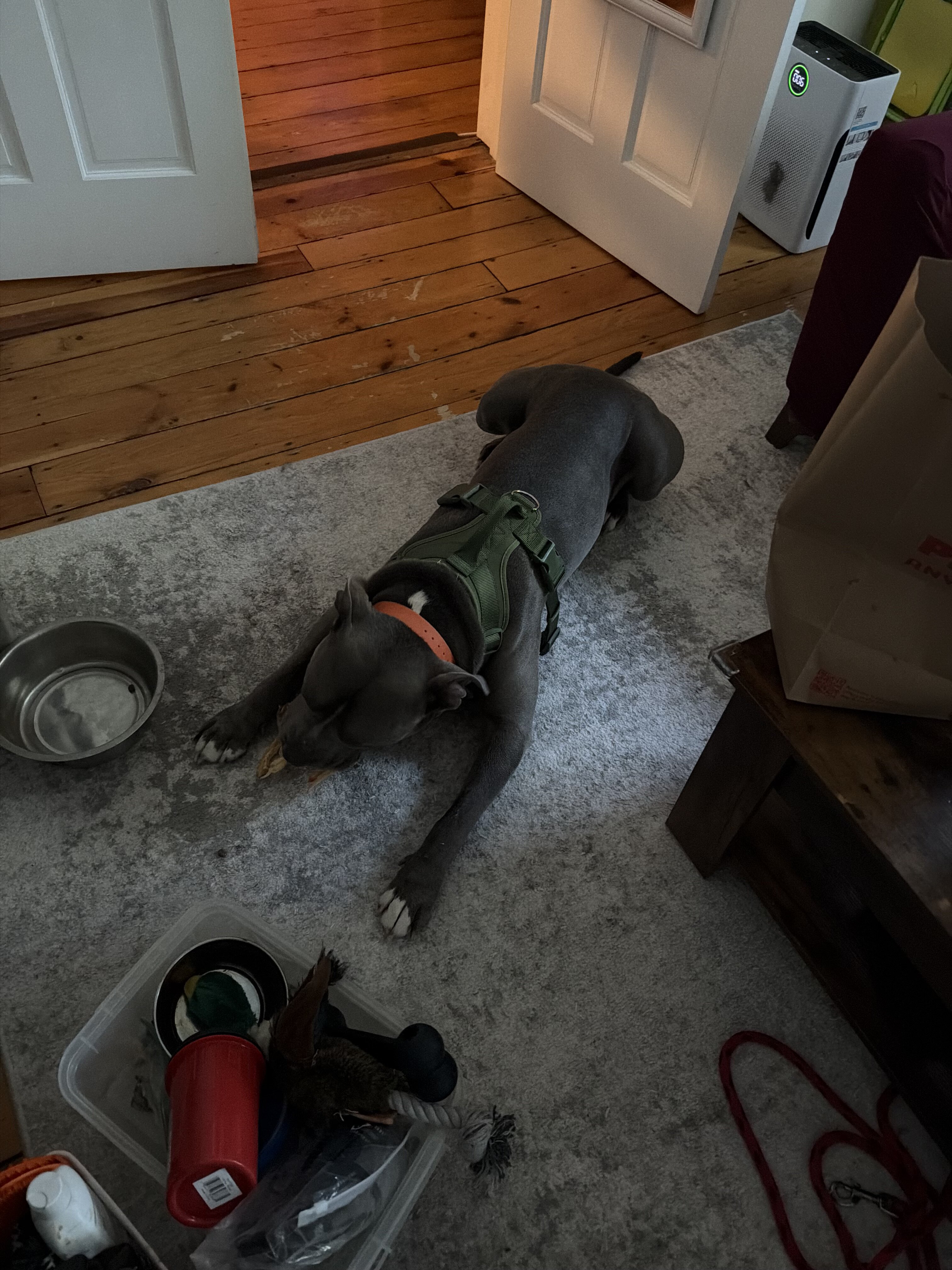 6 year old pitbull needs a new home image 1