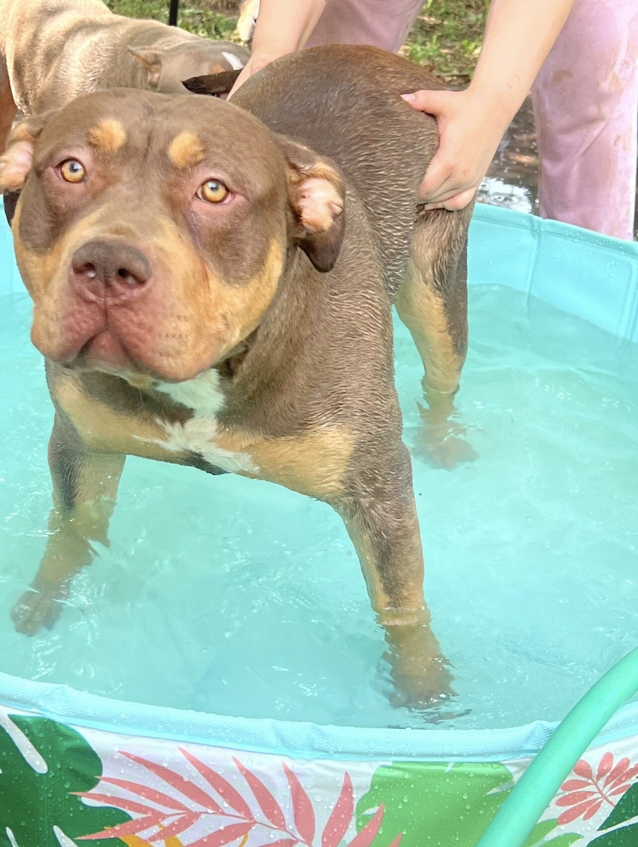 American Bully XL Puppies image 2