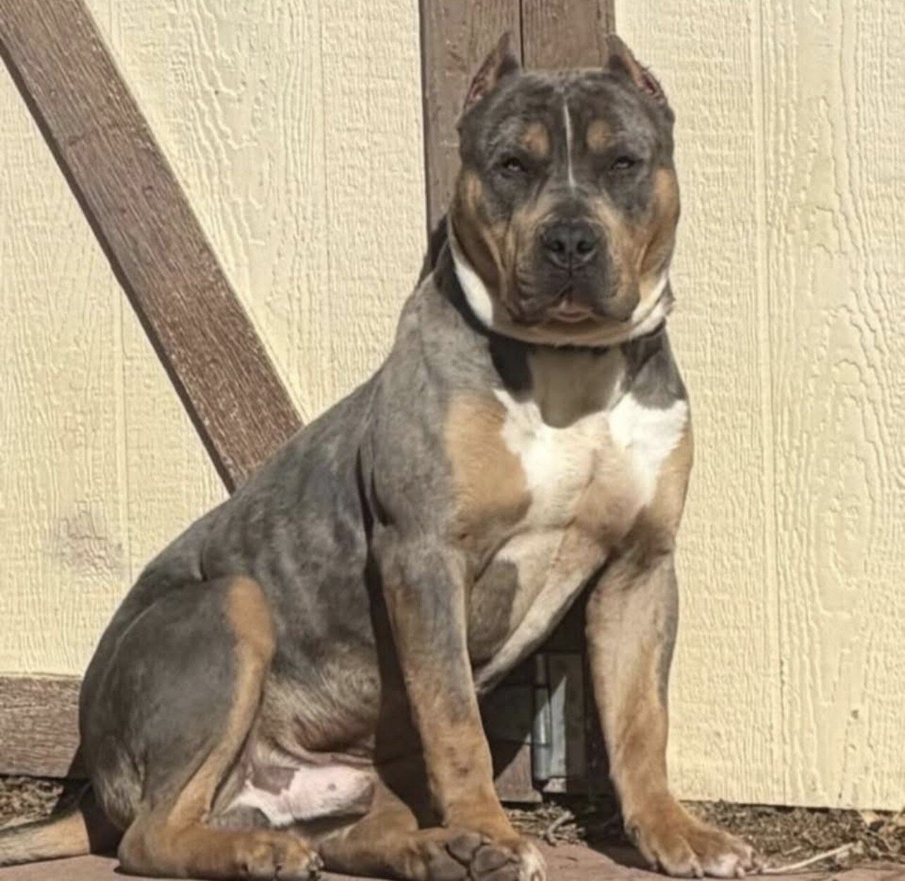 American Bully XL Puppies image 1