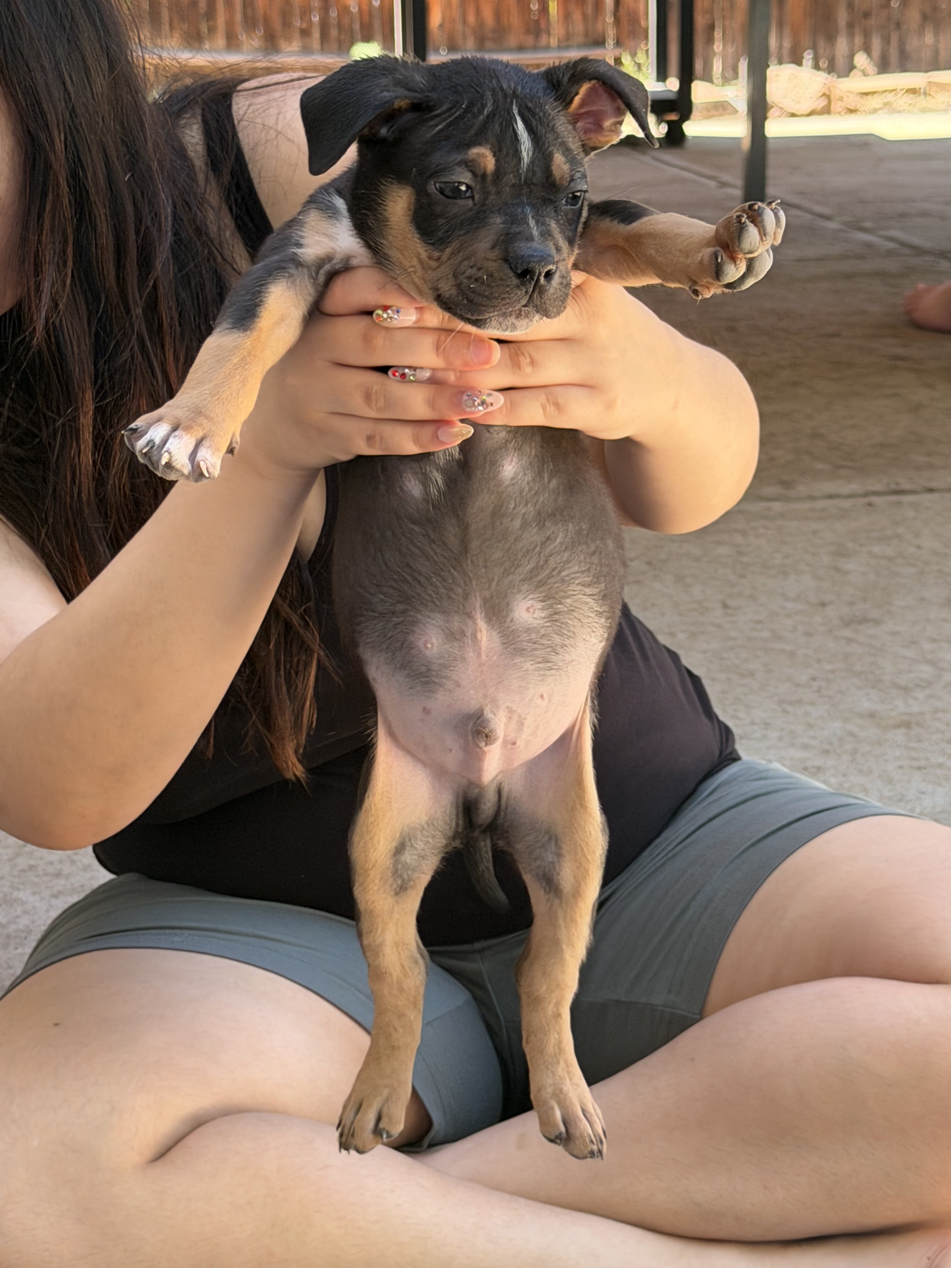 American Bully XL Puppies image 8