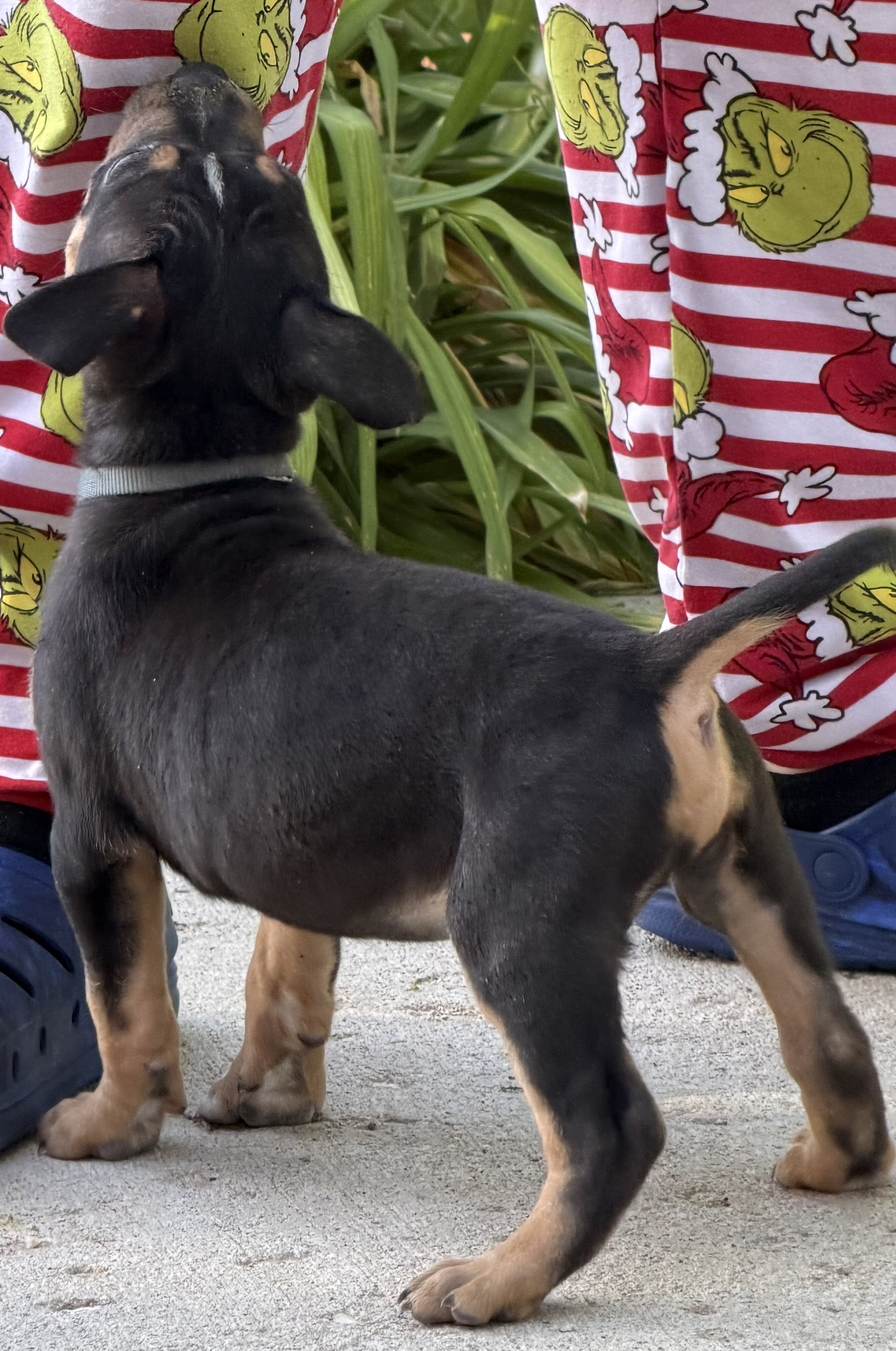 American Bully XL Puppies image 7