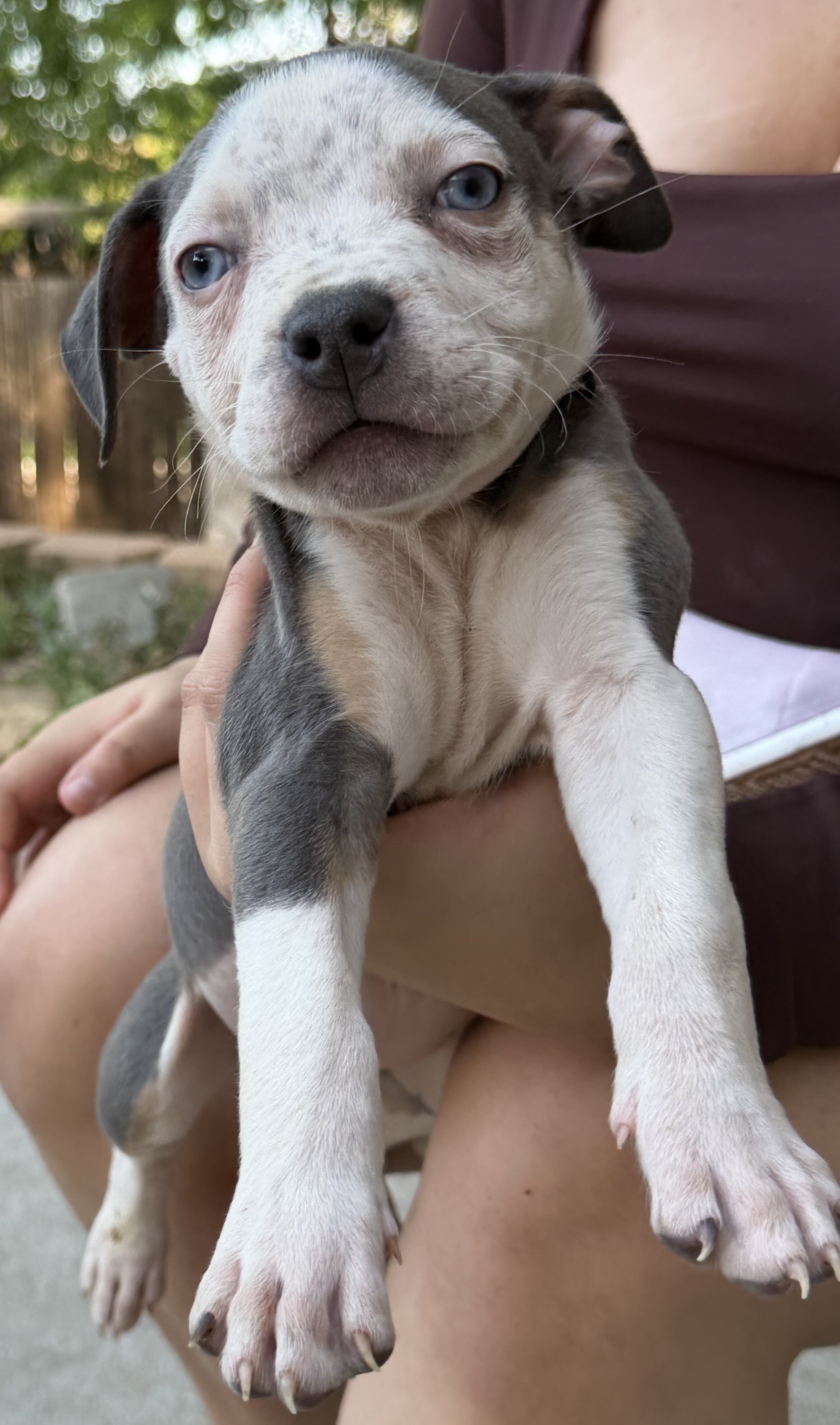 American Bully XL Puppies image 6