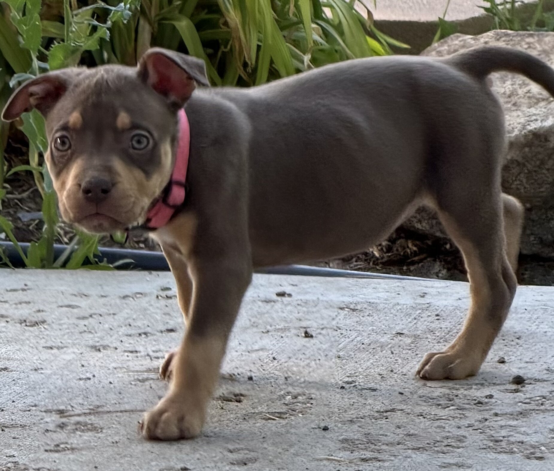 American Bully XL Puppies image 3