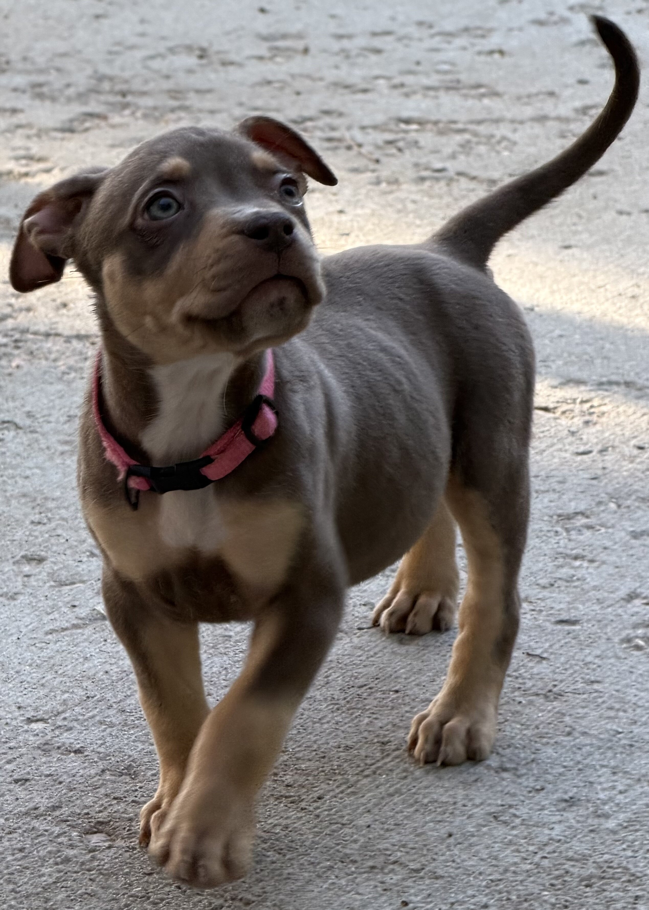 American Bully XL Puppies image 4