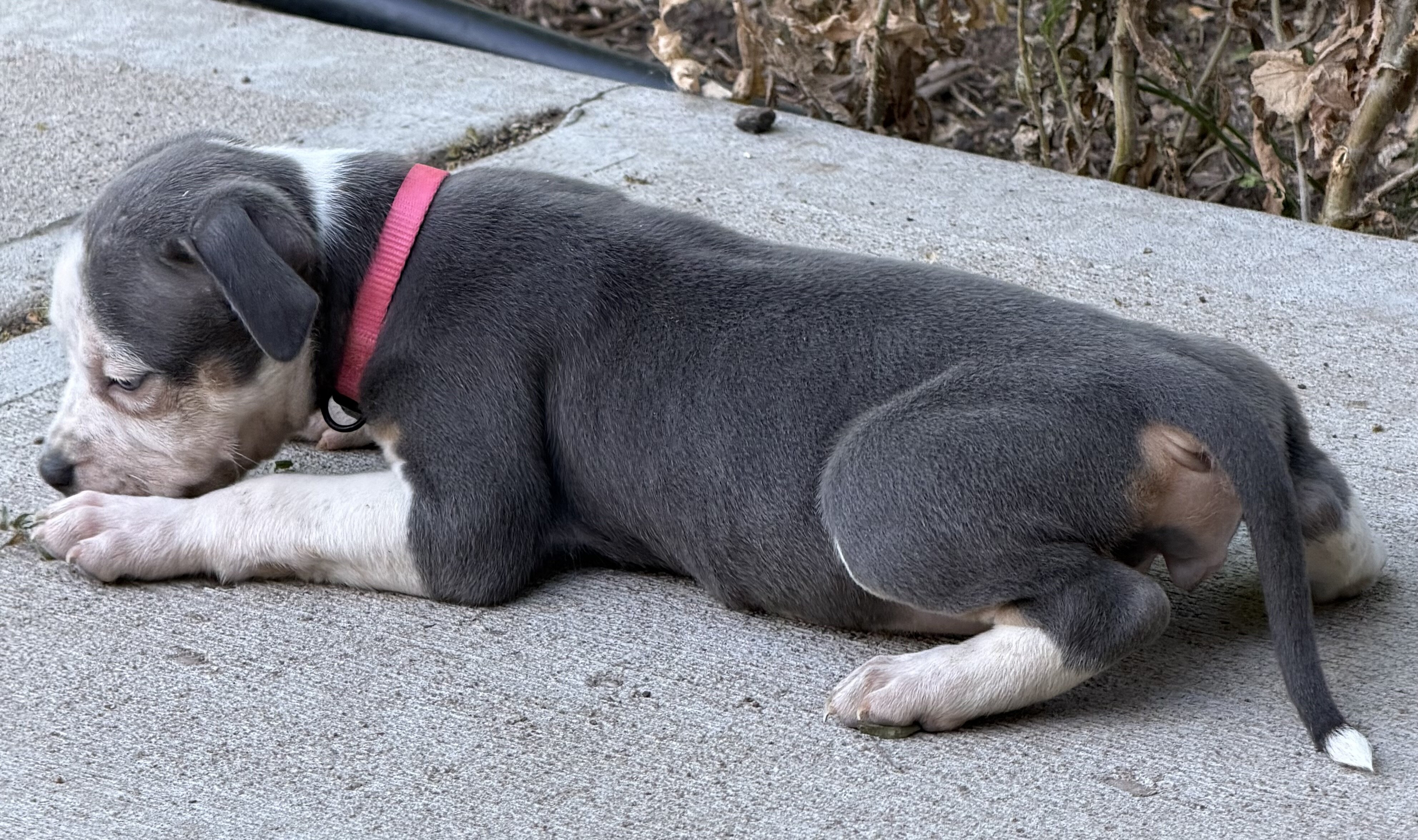 American Bully XL Puppies image 5