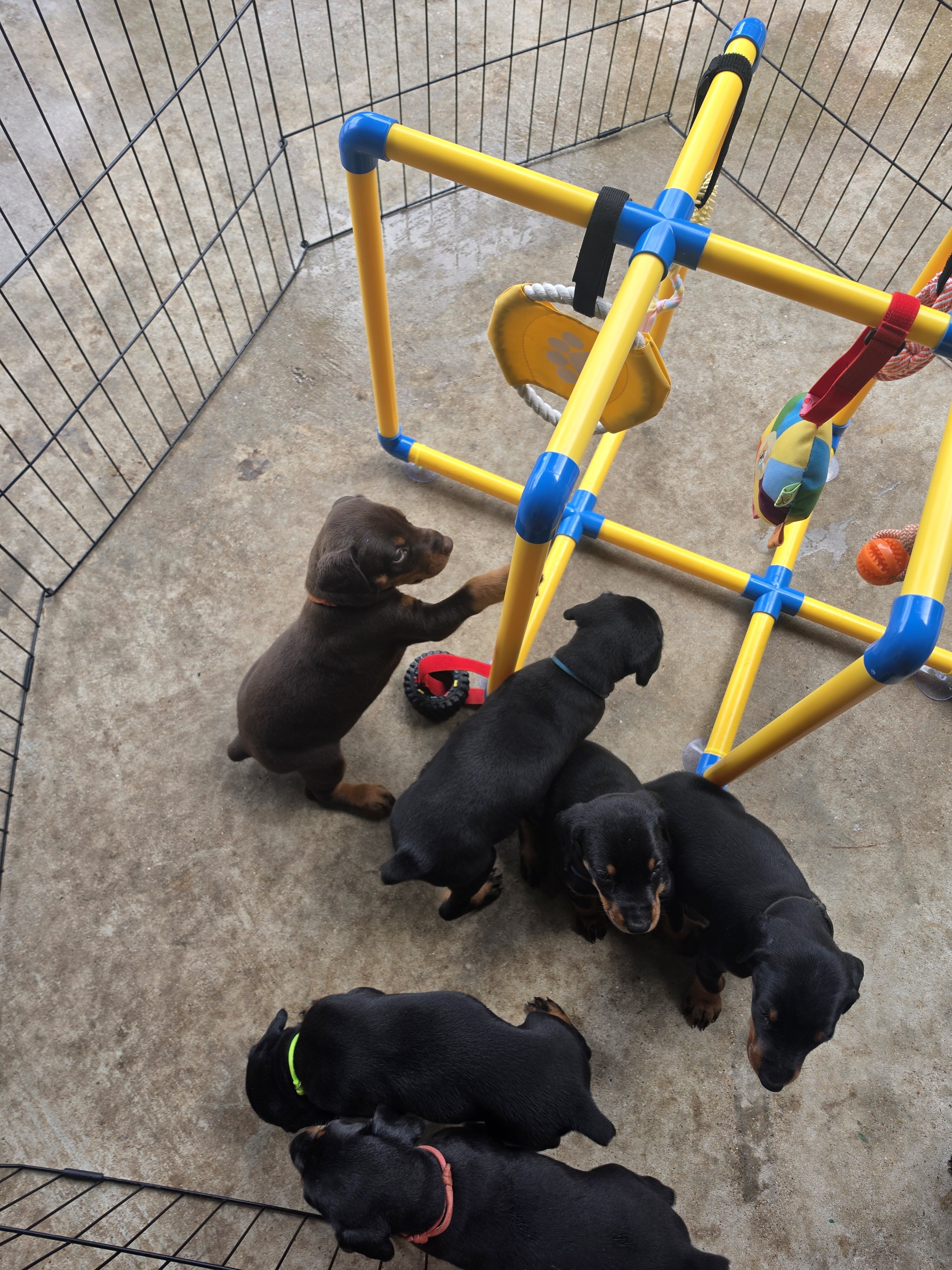 Doberman pinscher image 4