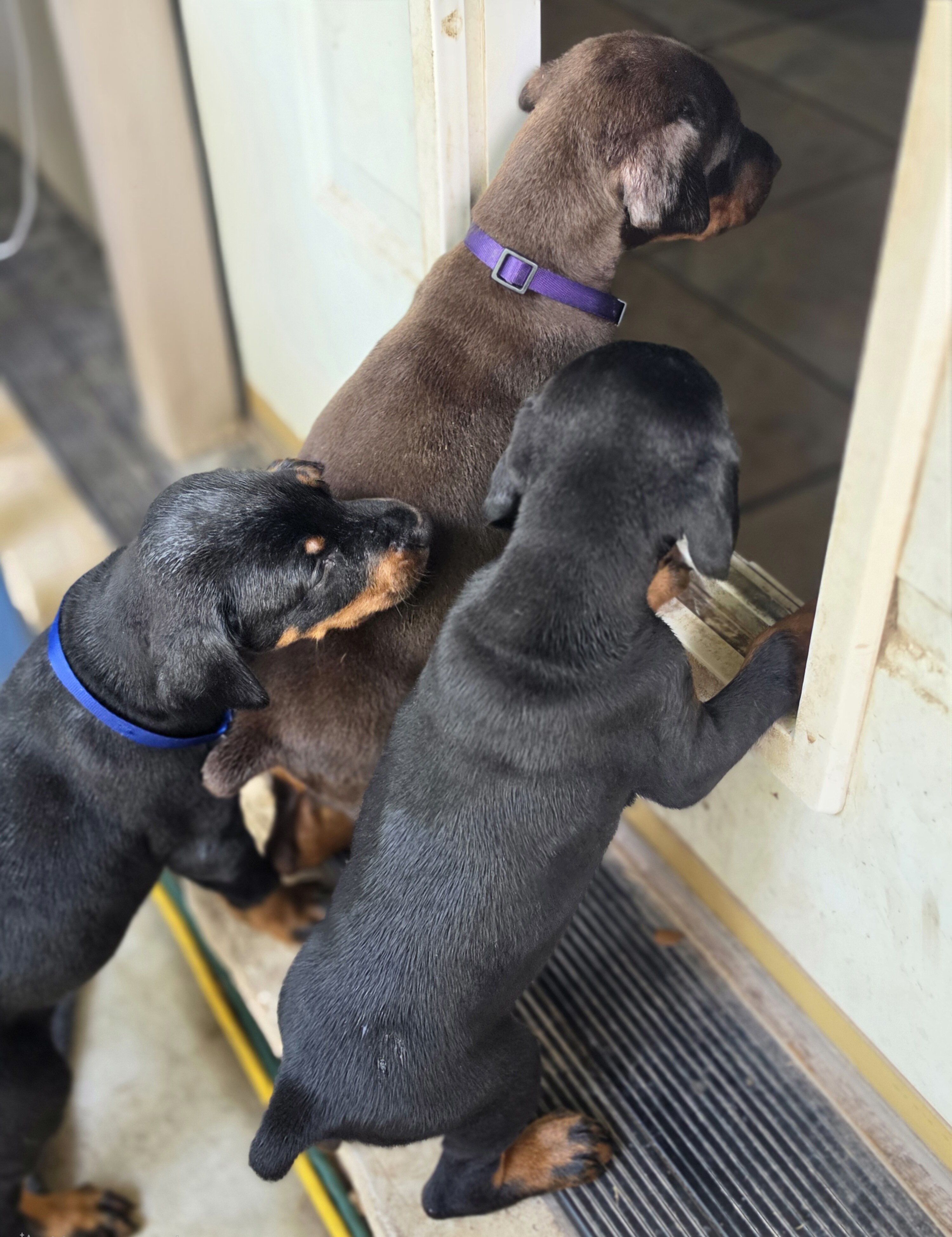 Doberman pinscher image 1