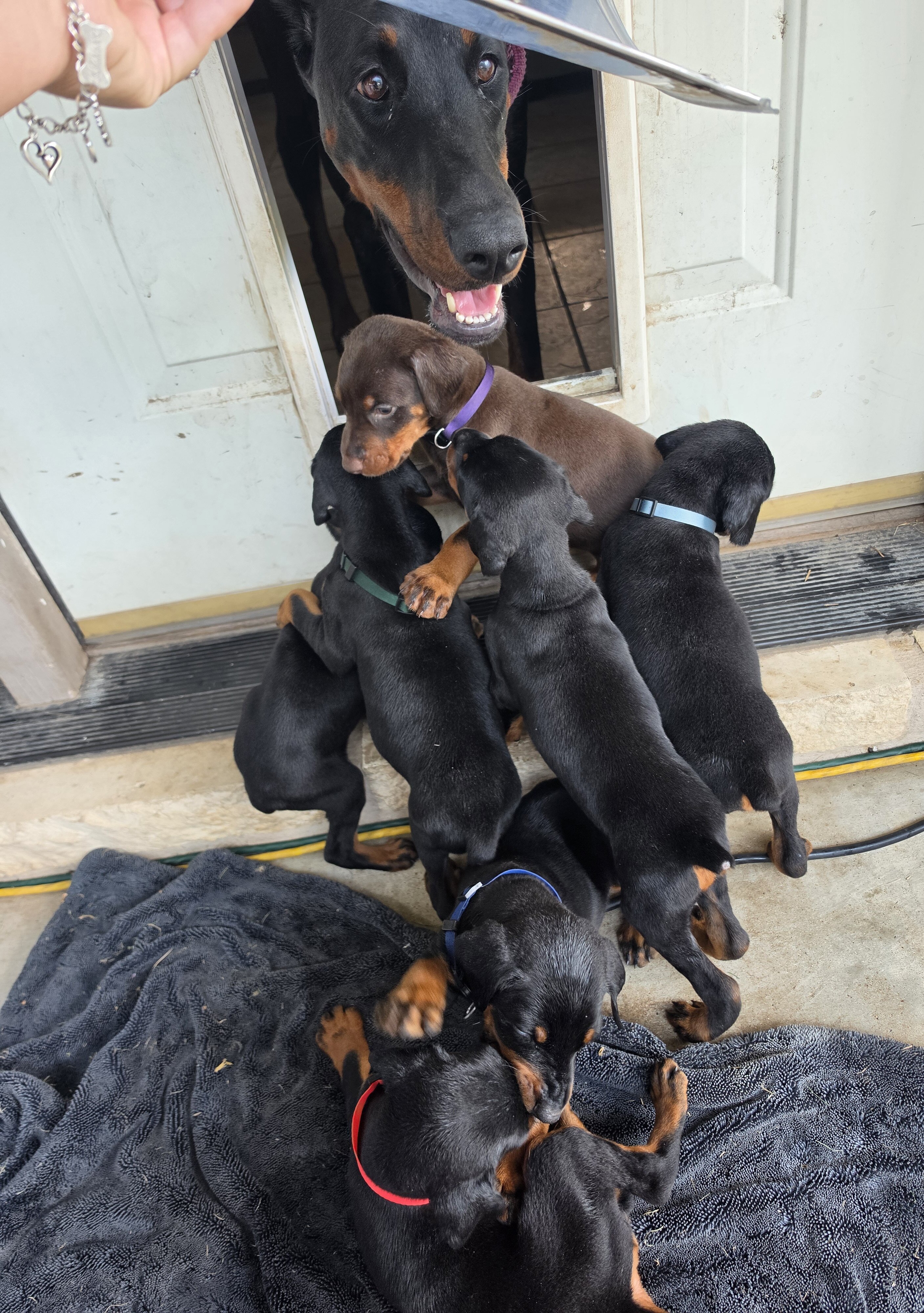 Doberman pinscher image 2
